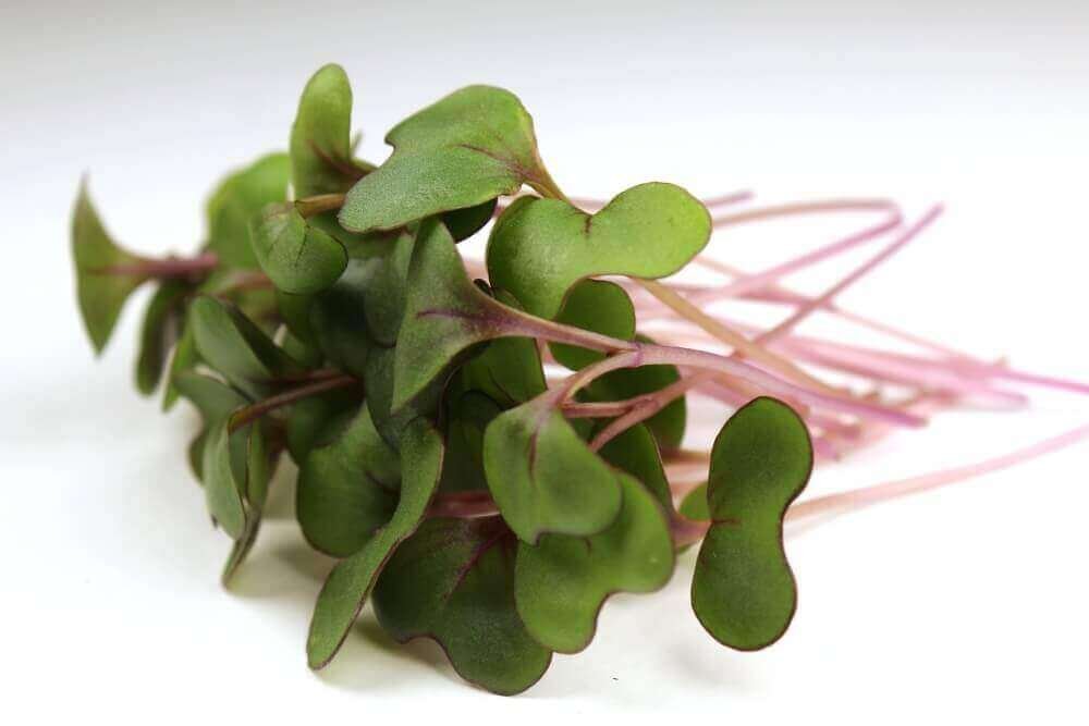 Red Acre Cabbage Microgreens