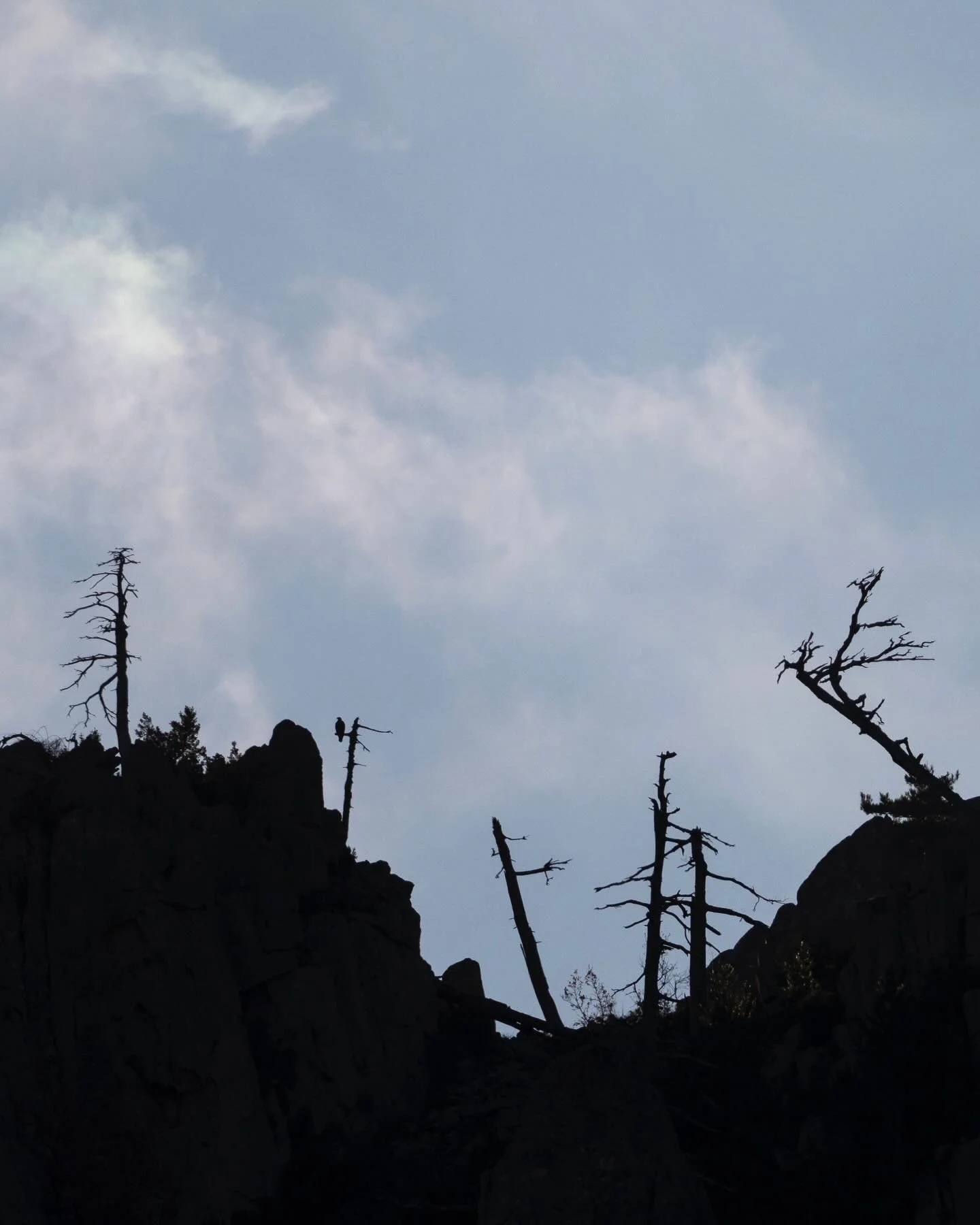 2026

En cette nouvelle ann&eacute;e, prenons d&rsquo;avantage le temps de lever les yeux un peu plus loin que nos petits &eacute;crans manipulateurs, vers ce qui nous anime r&eacute;ellement depuis tr&egrave;s longtemps. Le monde sauvage et l&rsquo;