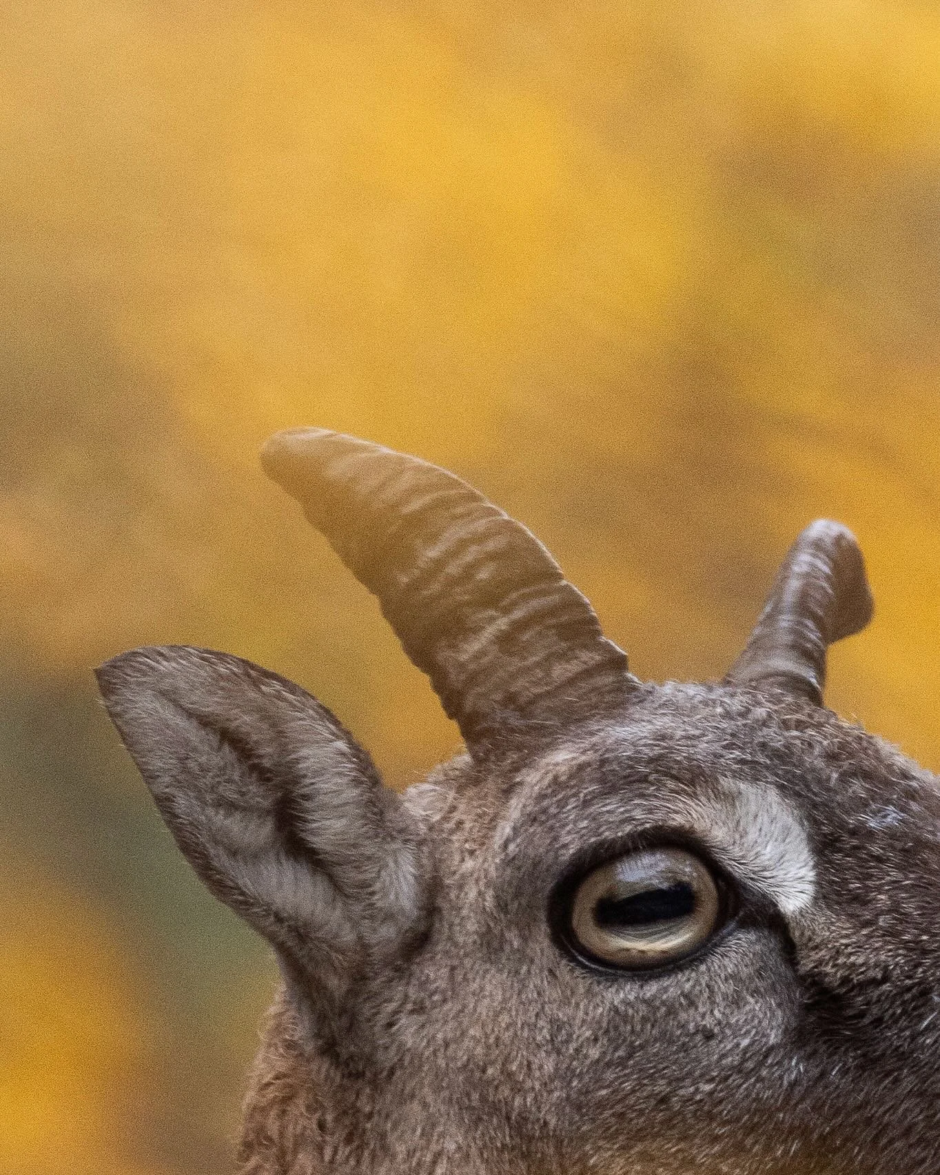 Amour amour.

Tu es parti bien loin. Le vent porte encore parfois tes discr&egrave;tes promesses. L&agrave; bas dans les for&ecirc;ts, sur les cimes et loin des caps, toi qui berces le monde sauvage, apporte nous un peu de gr&acirc;ce.

#vaghjime #sa