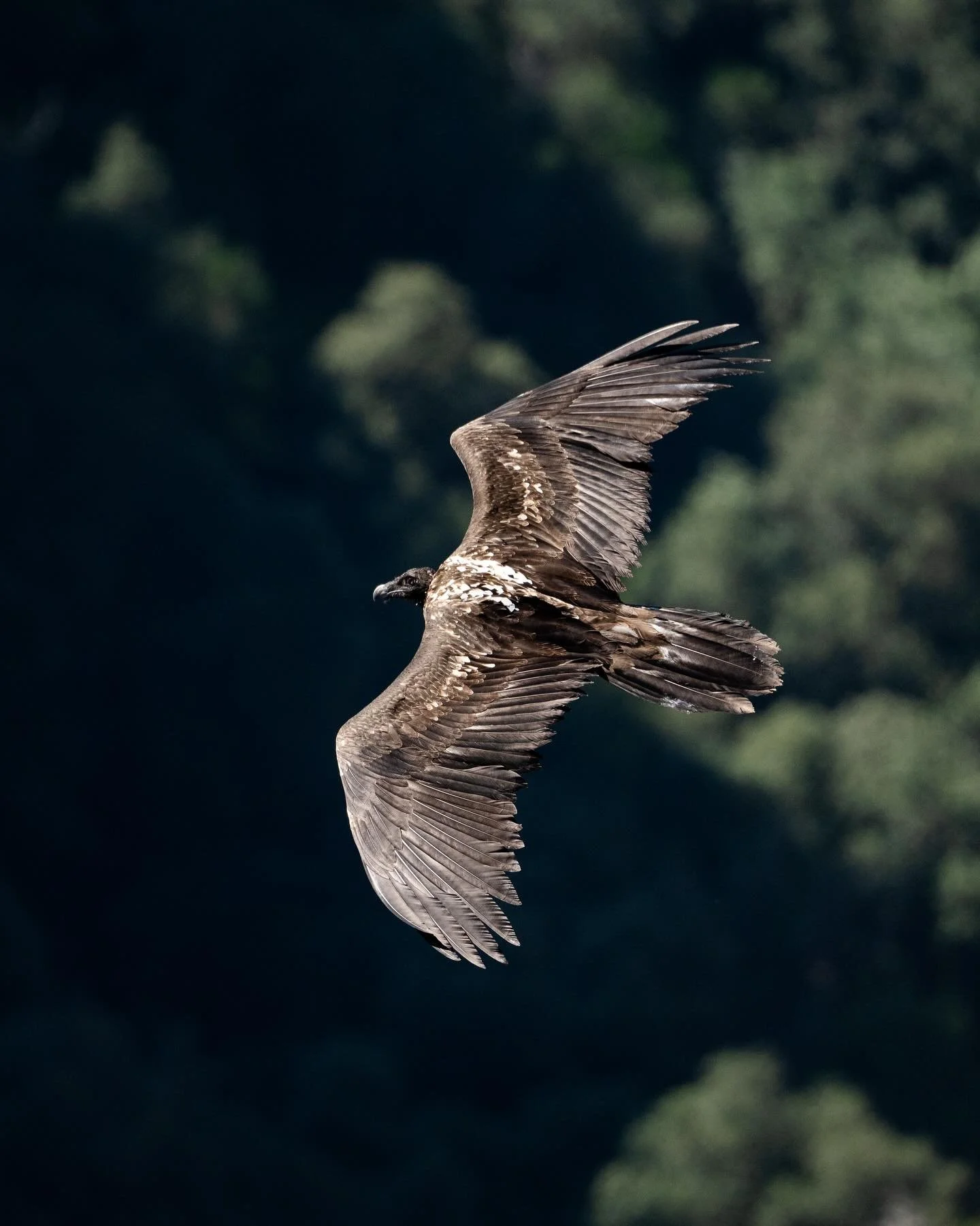 Sperenza 

Un jeune oiseau de 120 jours mesurant 2m50 s&rsquo;est envol&eacute; il y a 2 mois. Il est le premier Gypa&egrave;te issu de 2 jeunes oiseaux l&acirc;ch&eacute;s en Corse en 2016, Muntagnolu, et en 2017, Luna. L&rsquo;oiseau d&eacute;couvr