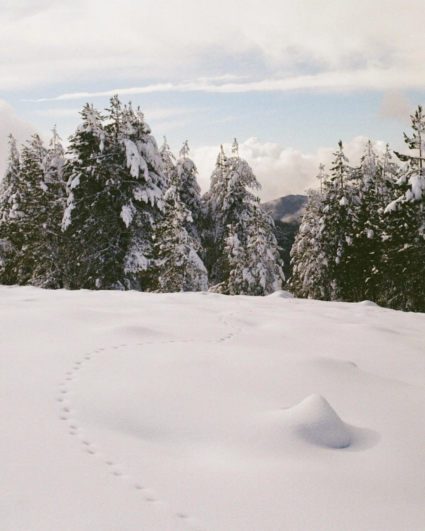 Renaissance

L&rsquo;histoire des b&ecirc;tes file sur les terres habill&eacute;es de blanc.  Le temps fond et transforme la lumi&egrave;re. Il est d&eacute;j&agrave; trop tard pour lire toutes ces histoires. Seuls demeurent les secrets emport&eacute