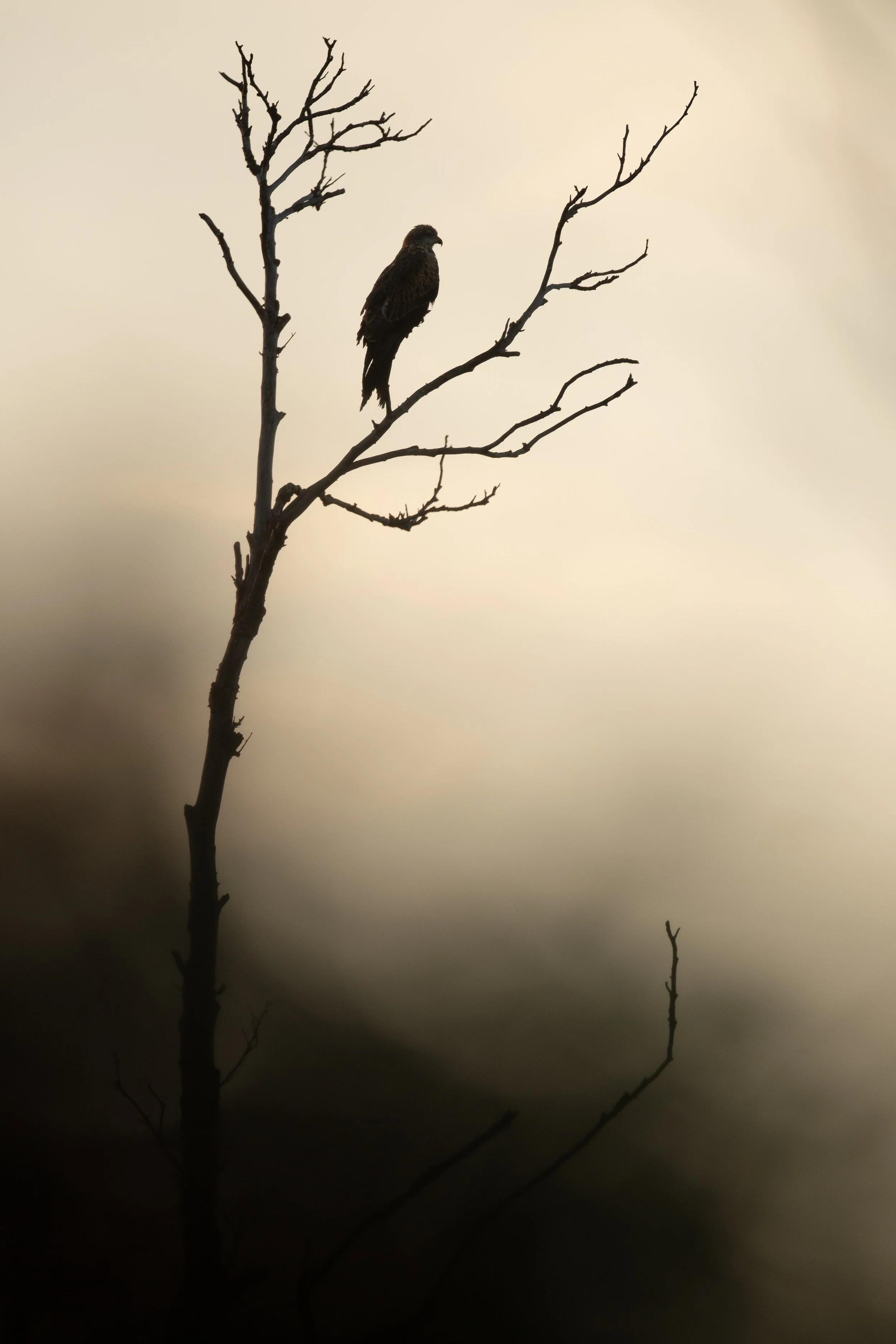 Dansent les ombres...