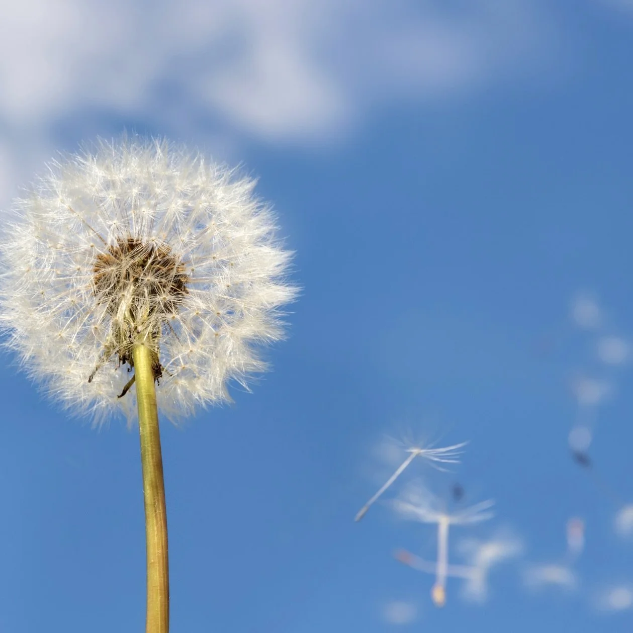 Can your food choices help to alleviate your hay fever symptoms?