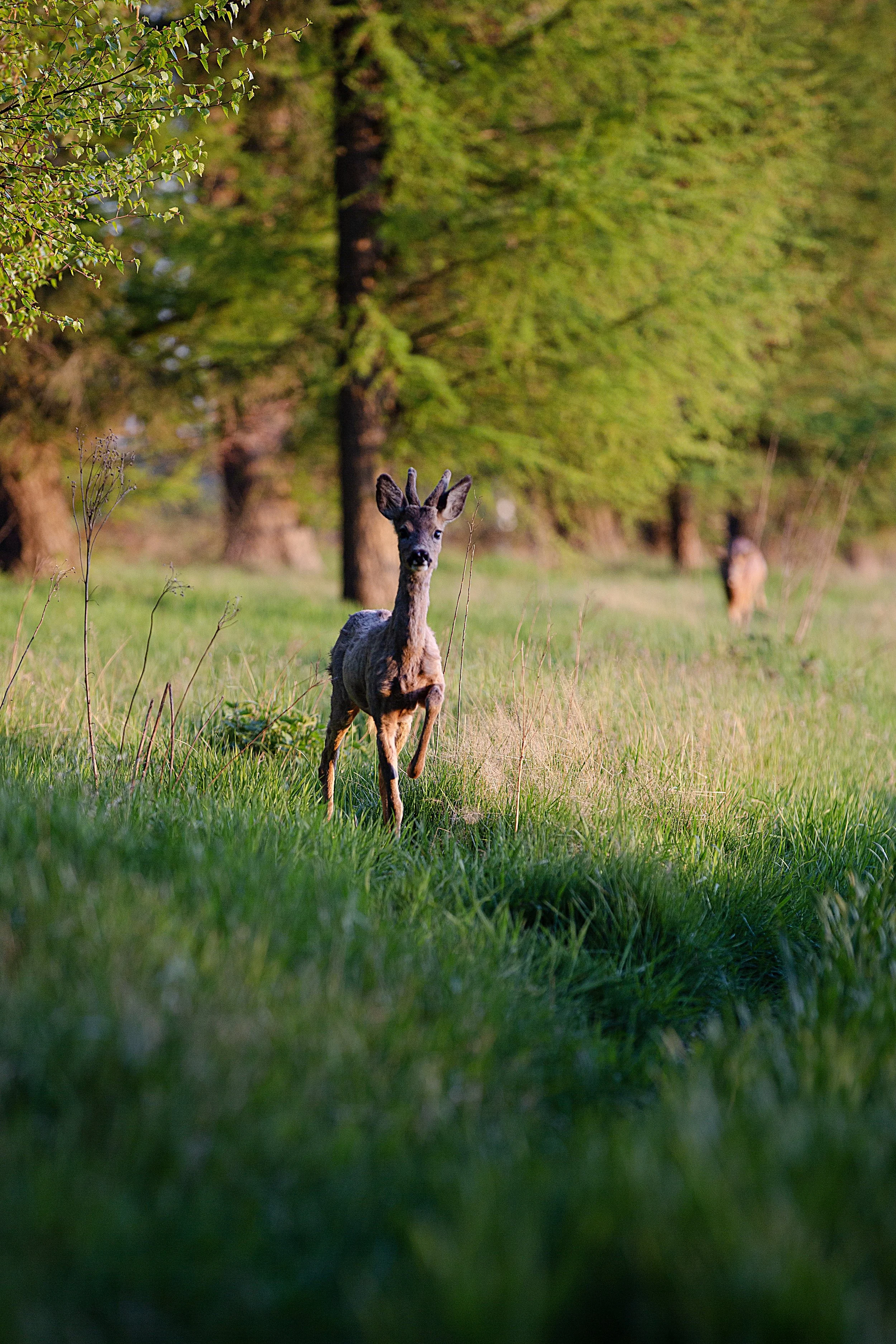 Reh1.jpg