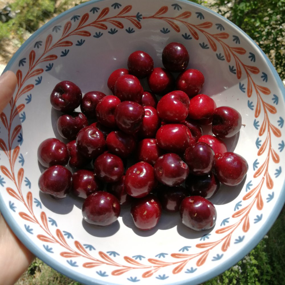 There are a few handfuls of cherries in a ceramic bowl. The cherries are a deep red colour and the bowl is white with a light blue rim and a leaf design all the way around just below the rim. The background is greenery.