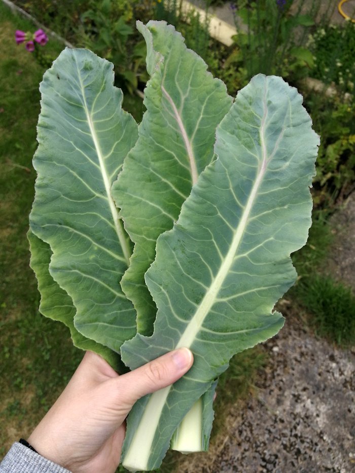 A left hand is holding 4 homegrown kale leaves. They have a thick, white central stem with white veins leading off into the green leaves. The edges of the leaves are wavy. The background is greenery.
