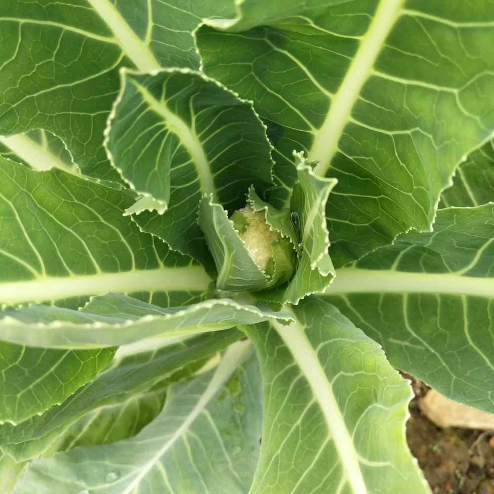 A baby cauliflower is the centre of the image and it's large green leaves take up the rest of the frame.