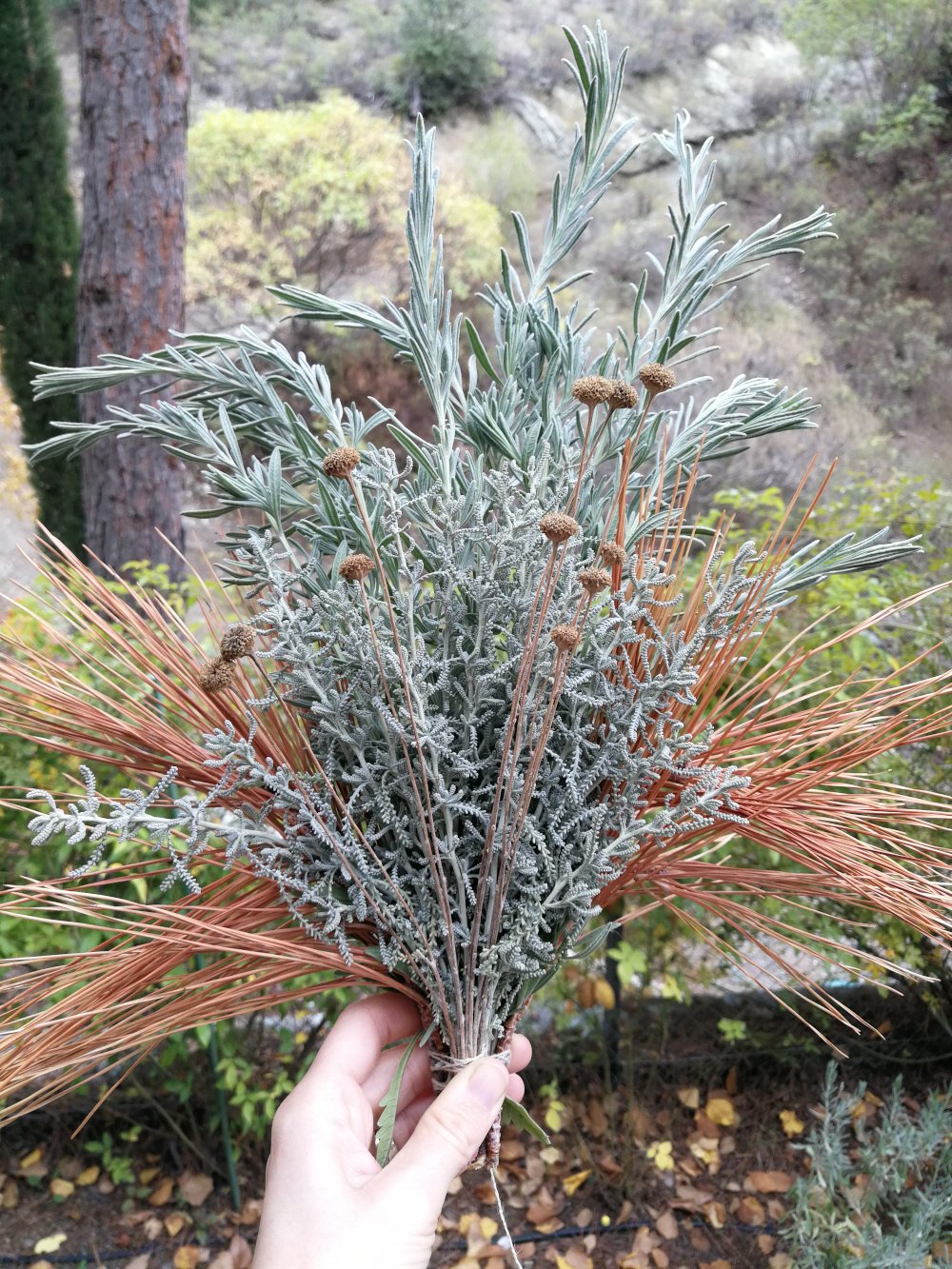 A white left hand is holding a bunch of lavender and lavender cotton cuttings and long with dried lavender cotton flowers and dried copper coloured pine needles around the left and right edges to make a bouquet. The background is greenery.