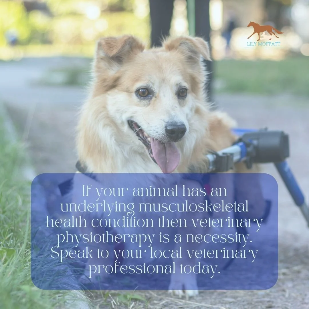 If your animal is unfortunate and has an underlying health condition then veterinary physiotherapy is a necessity. Speak to your local veterinary professional today.
Lily Moffatt Veterinary Physiotherapy 
www.lilyvetphysiotherapy.com
(+44) 0753163980