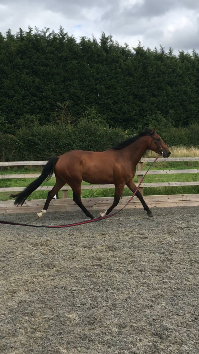 You're Part of the Team: How Your Riding Impacts Your Horse's Physical Well-being