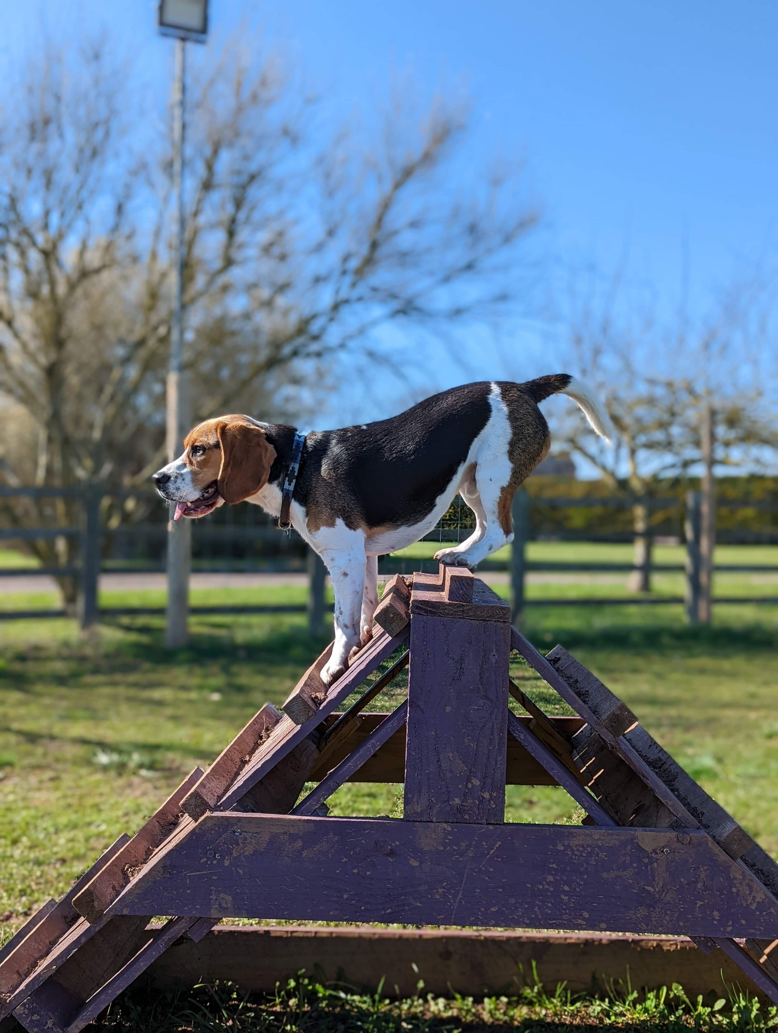 The Hidden Link: Why Your Dog’s “Bad” Behaviour Might Actually Be a Cry for Help