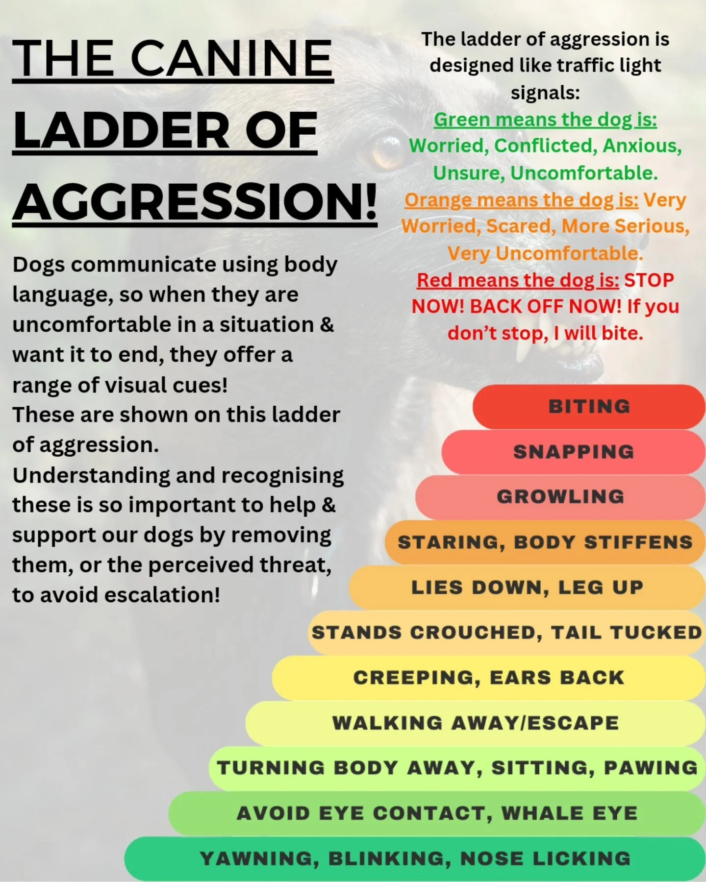 Canine Behavioural Problems How Do Physiotherapists Work With 