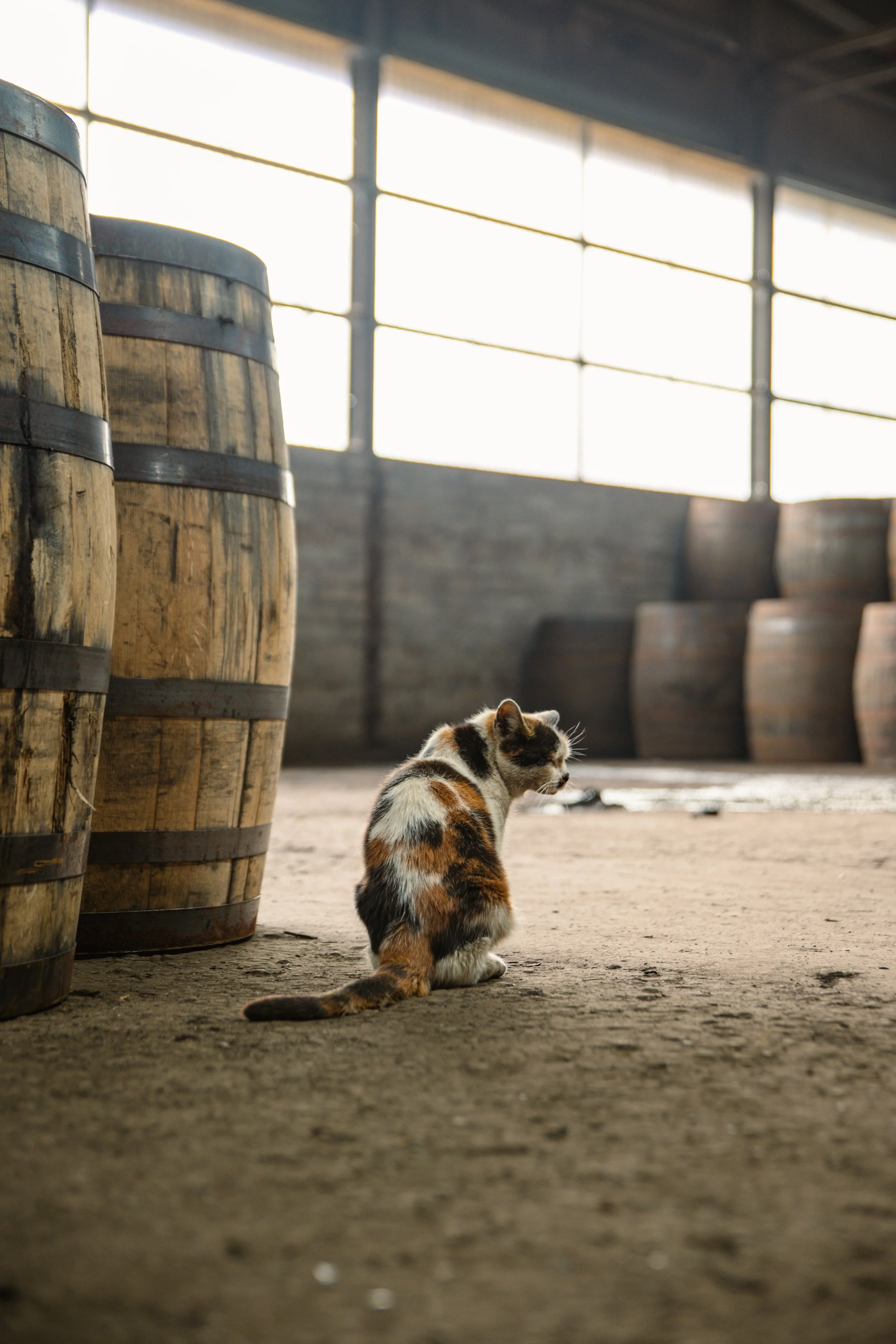 A calico cat sitting on a dirt floor in a barn or warehouse with large wooden barrels and a large window in the background.