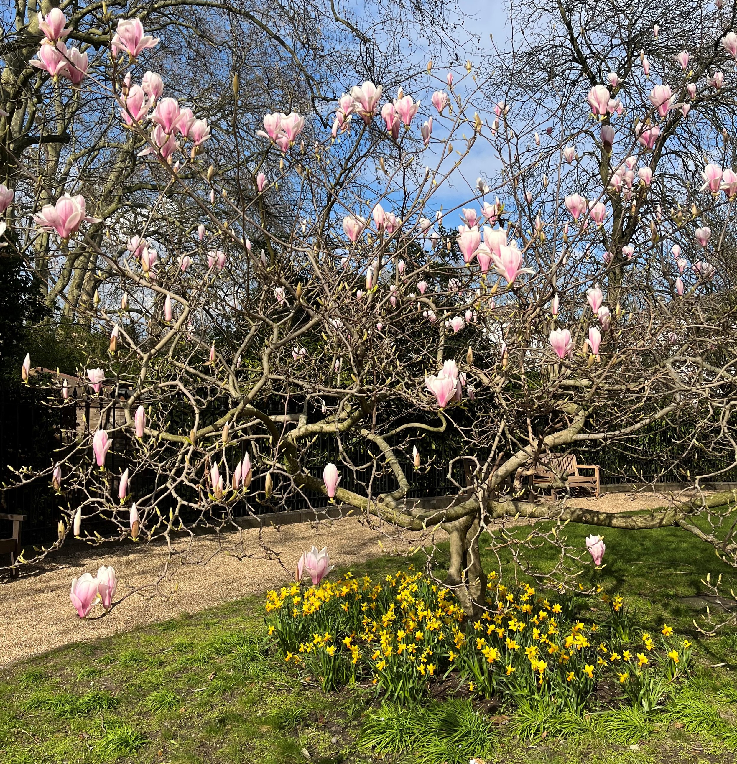 magnolia daffs.jpeg