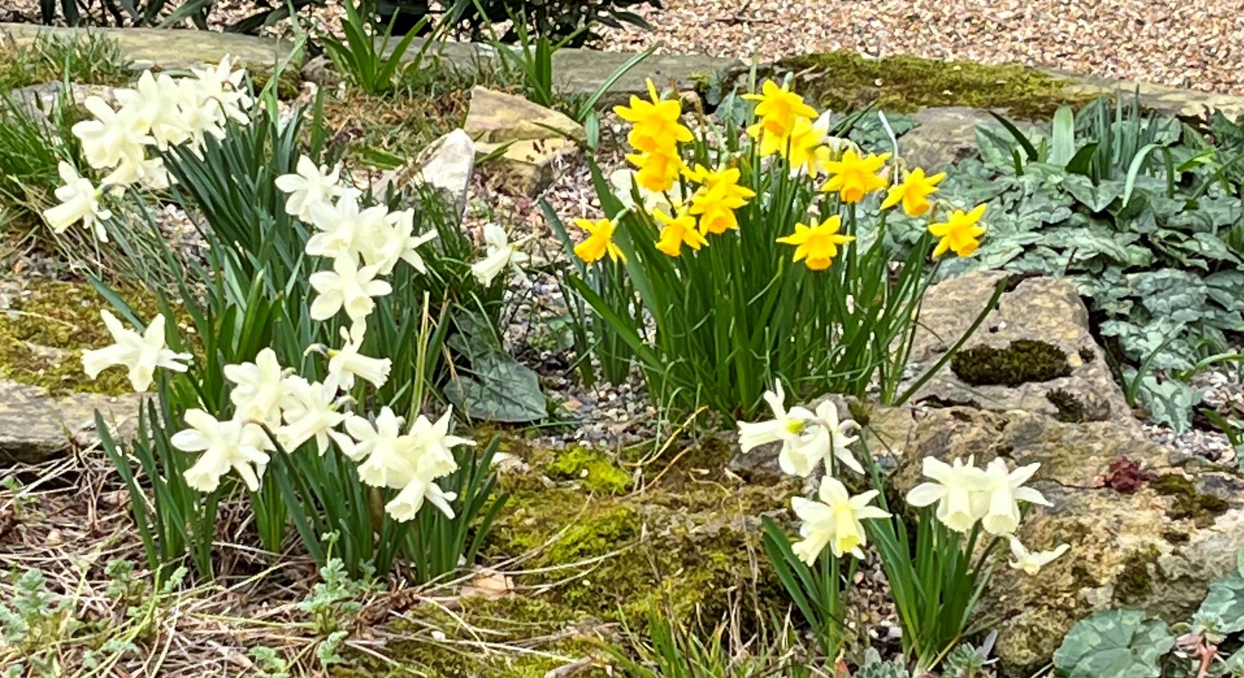 daffs3.jpeg