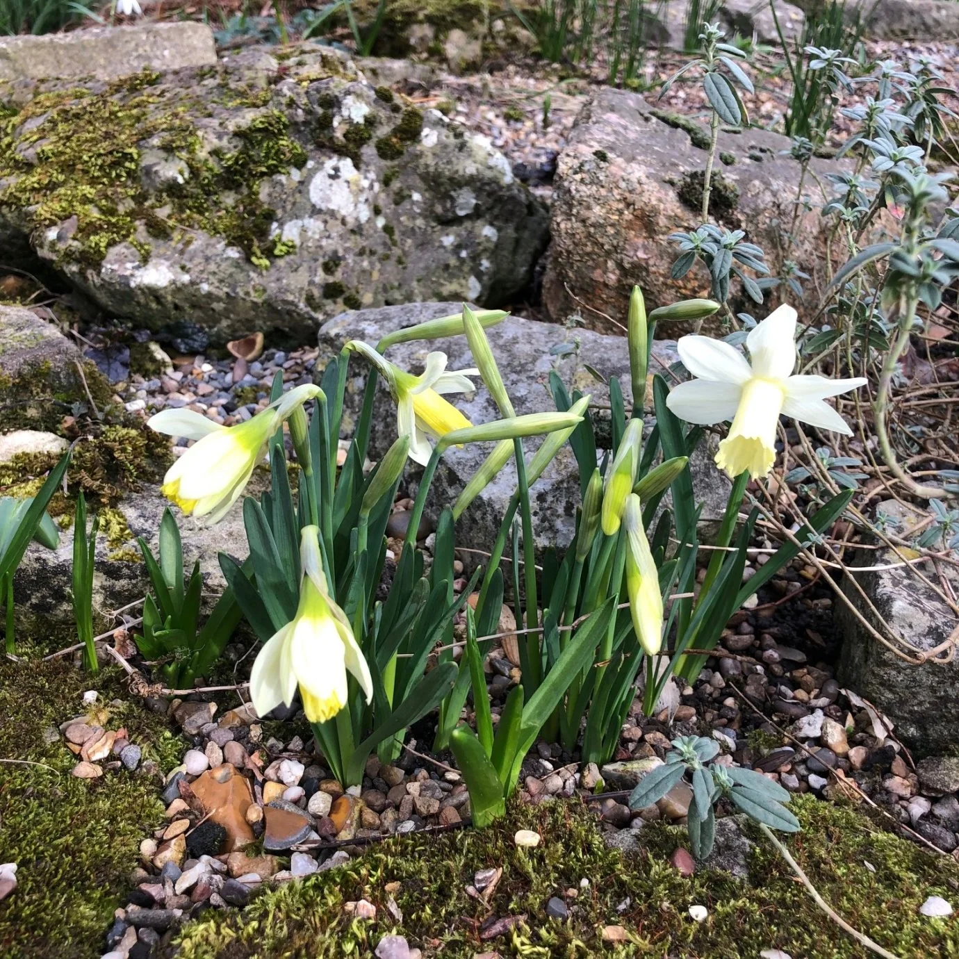 daffodils feb.jpg
