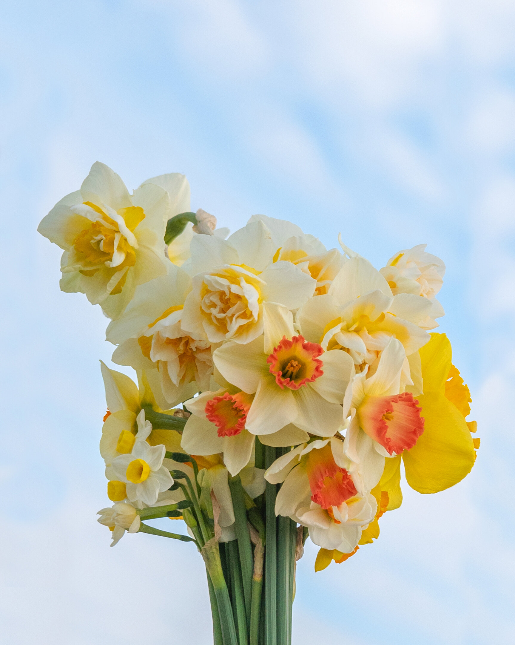 Fleurs d'aquitaine