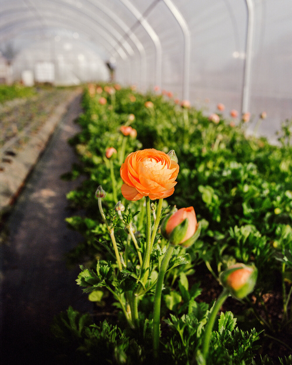 Fleurs d'aquitaine