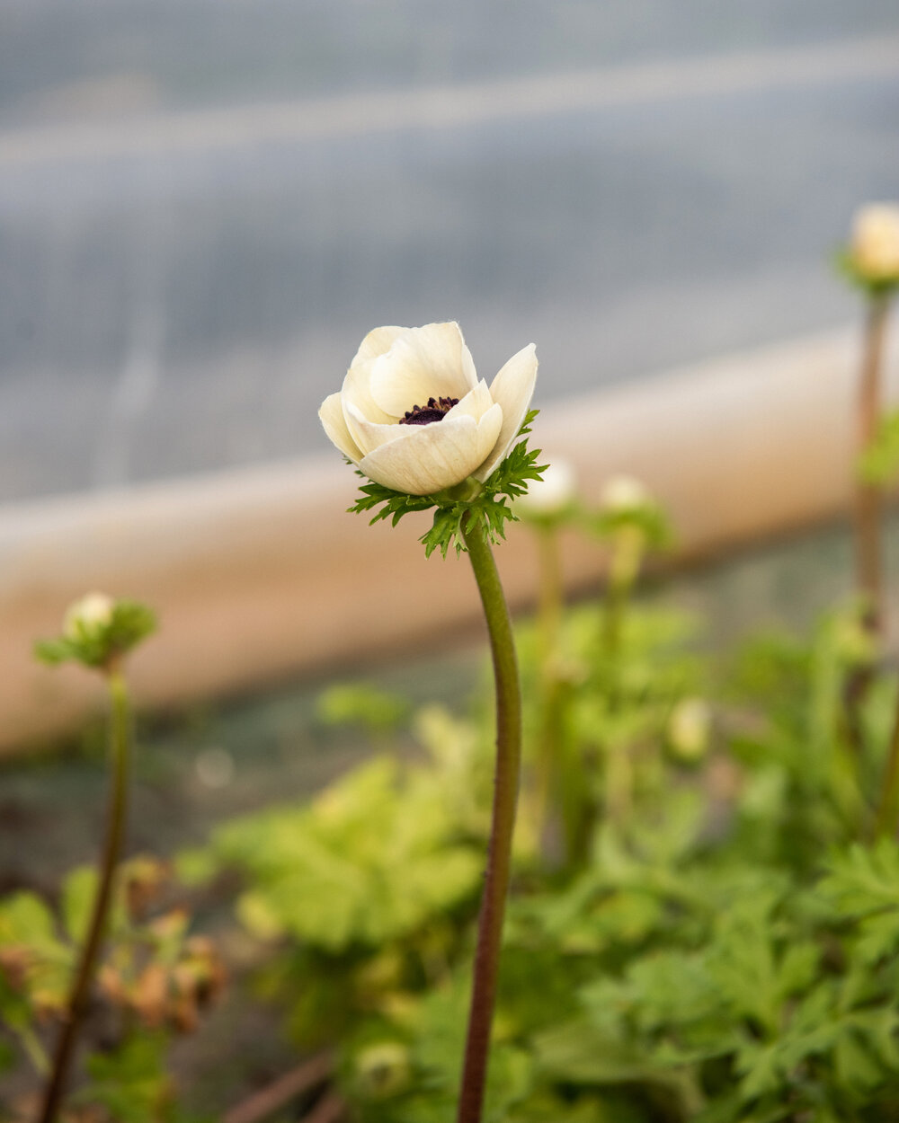 Fleurs d'aquitaine