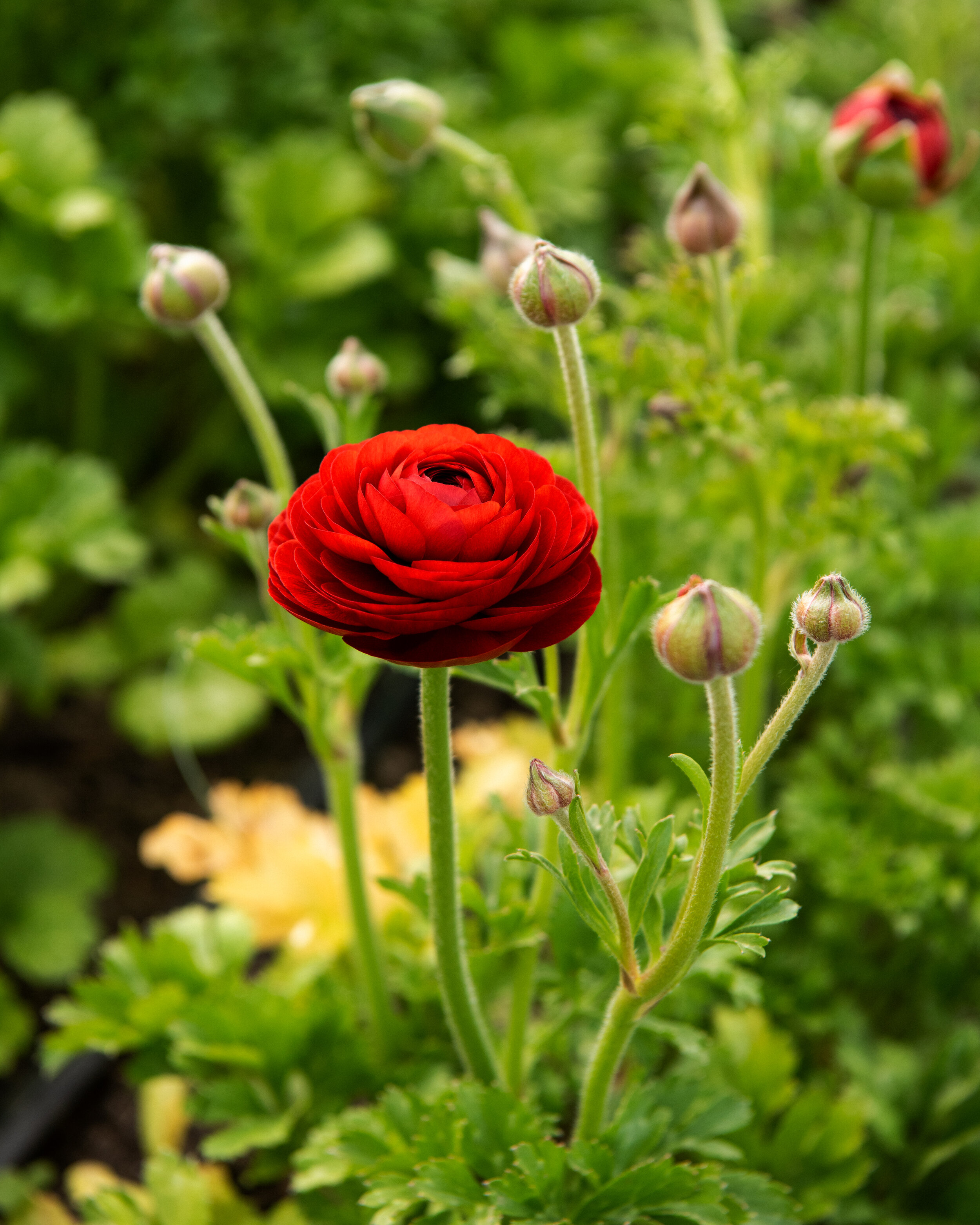 Fleurs d'aquitaine