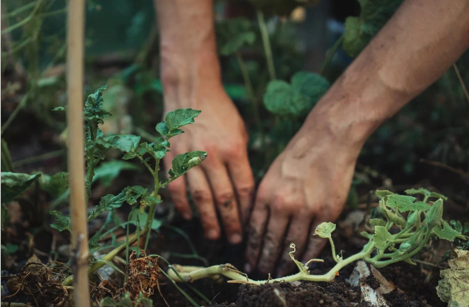 La permaculture : une philosophie de vie