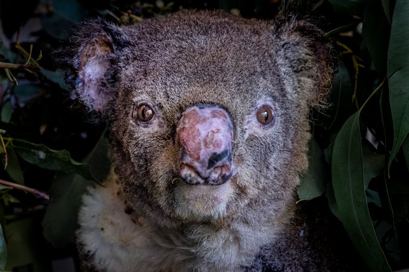 Wildfire koala (Doug Gimesy)