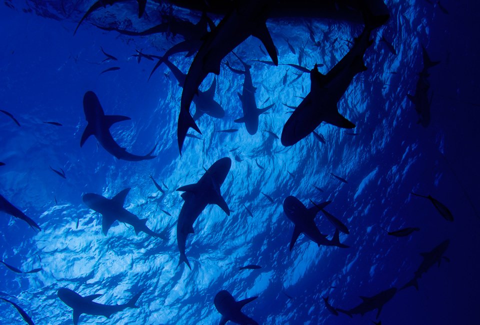 tiburones.jpg
