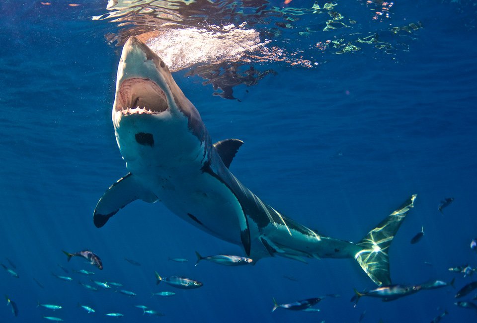 tiburon-blanco.jpg