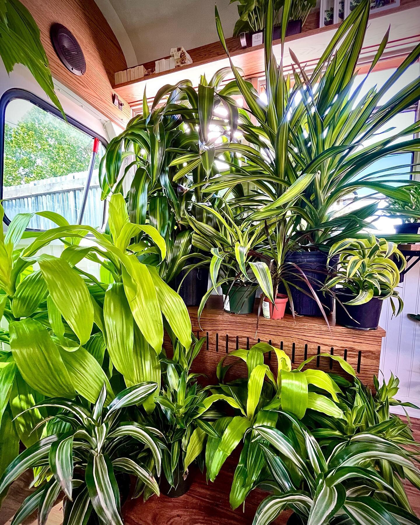 Dracaenas, how I love you. For everyone out there that&rsquo;s been told succulents and cacti are the only option if you want a low maintenance plant, I&rsquo;m here to tell you, these stunners bring the jungle AND the ease!

Keep your dracaena in br
