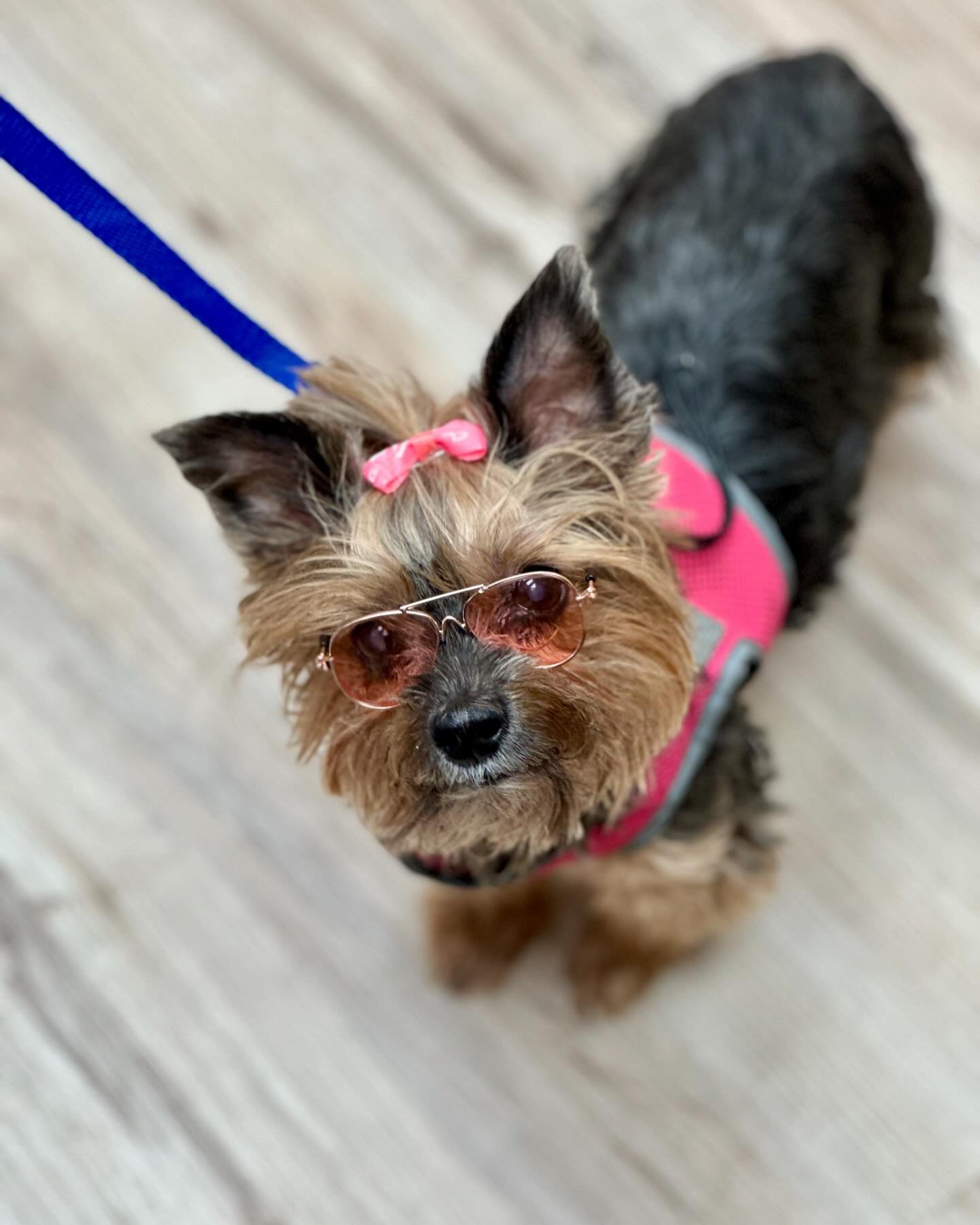 NEWS FLASH: Sunday, 29 September, will be the last day that you can shop for these adorable sunglasses and so much more at Wooferton!
This is little Bella who is almost 13 years old but is never a day out of style! And our cute sunglasses now has the