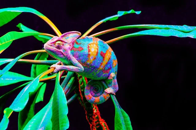 Couleurs du caméléon
