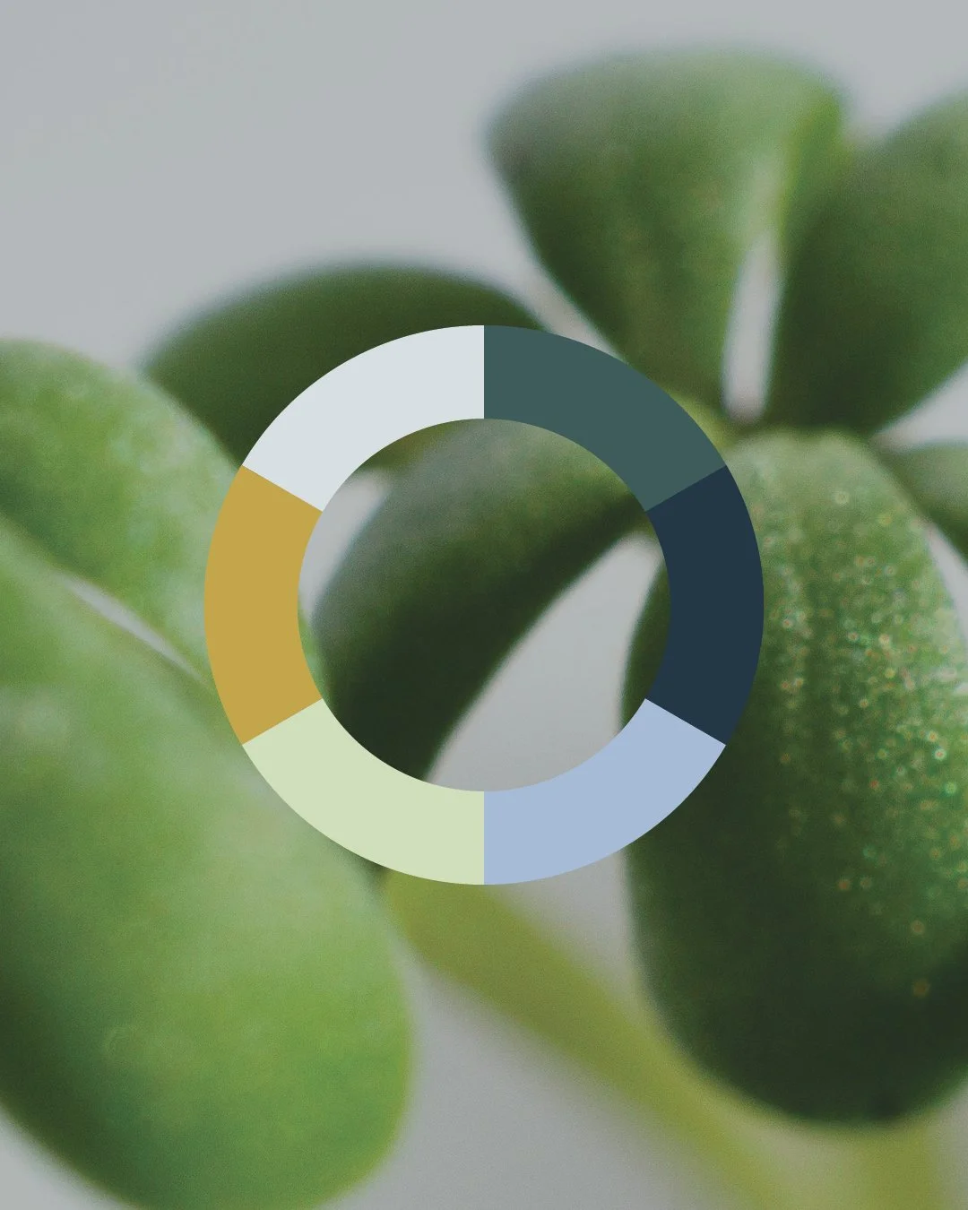 colour palette mockup