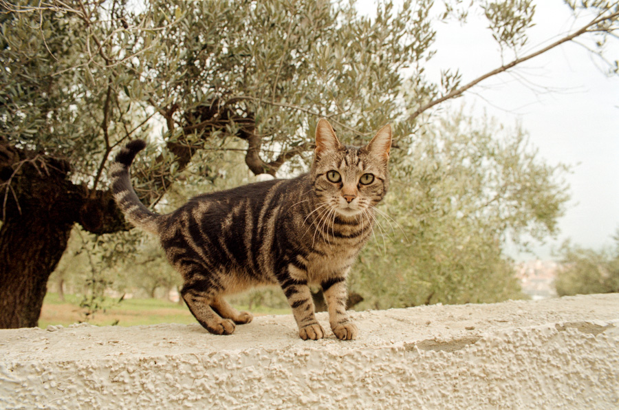 Fabio's cat - Emiliano Verrocchio Photography.jpg