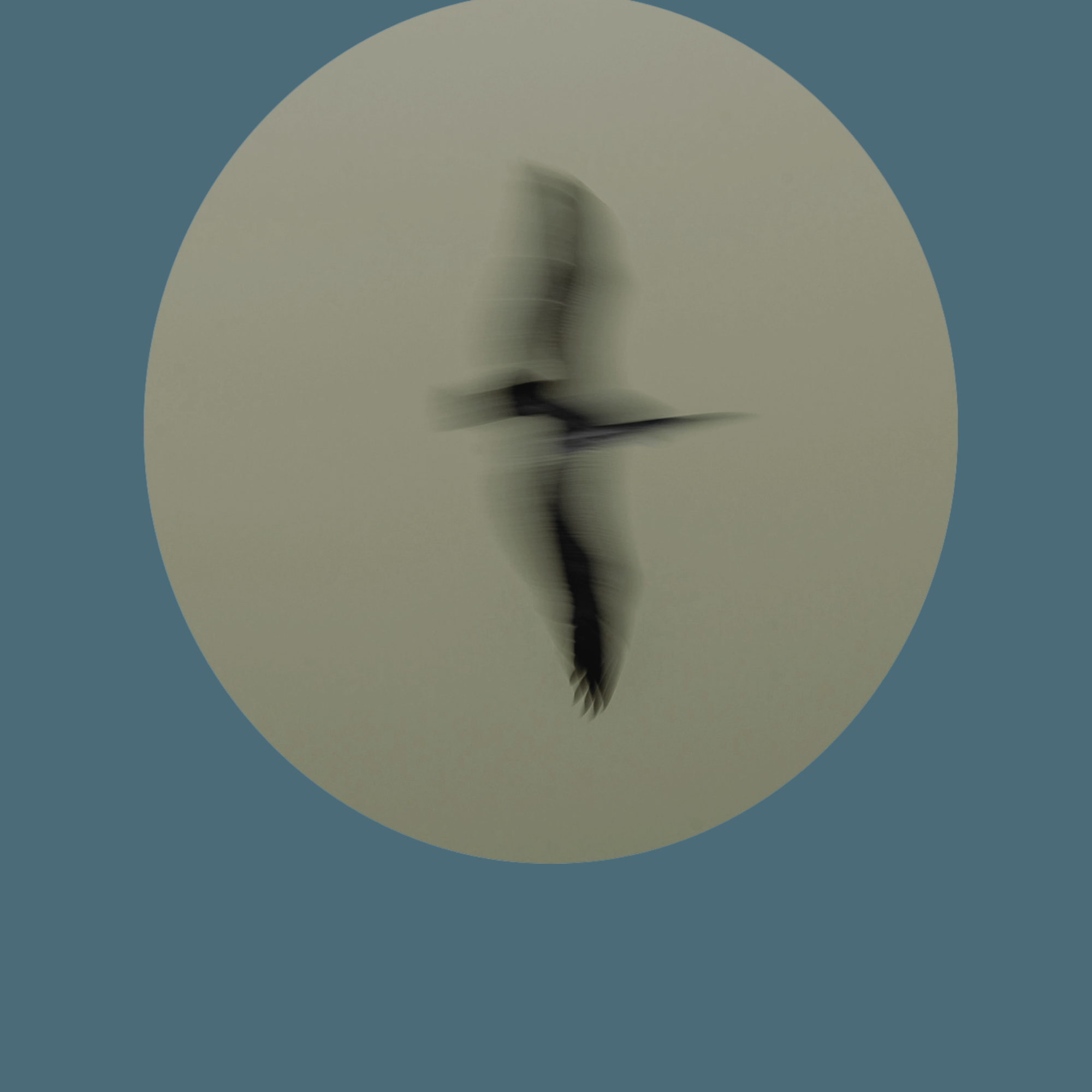 Blurred silhouette of a seabird in flight inside a muted circular frame, suggesting motion and calm.