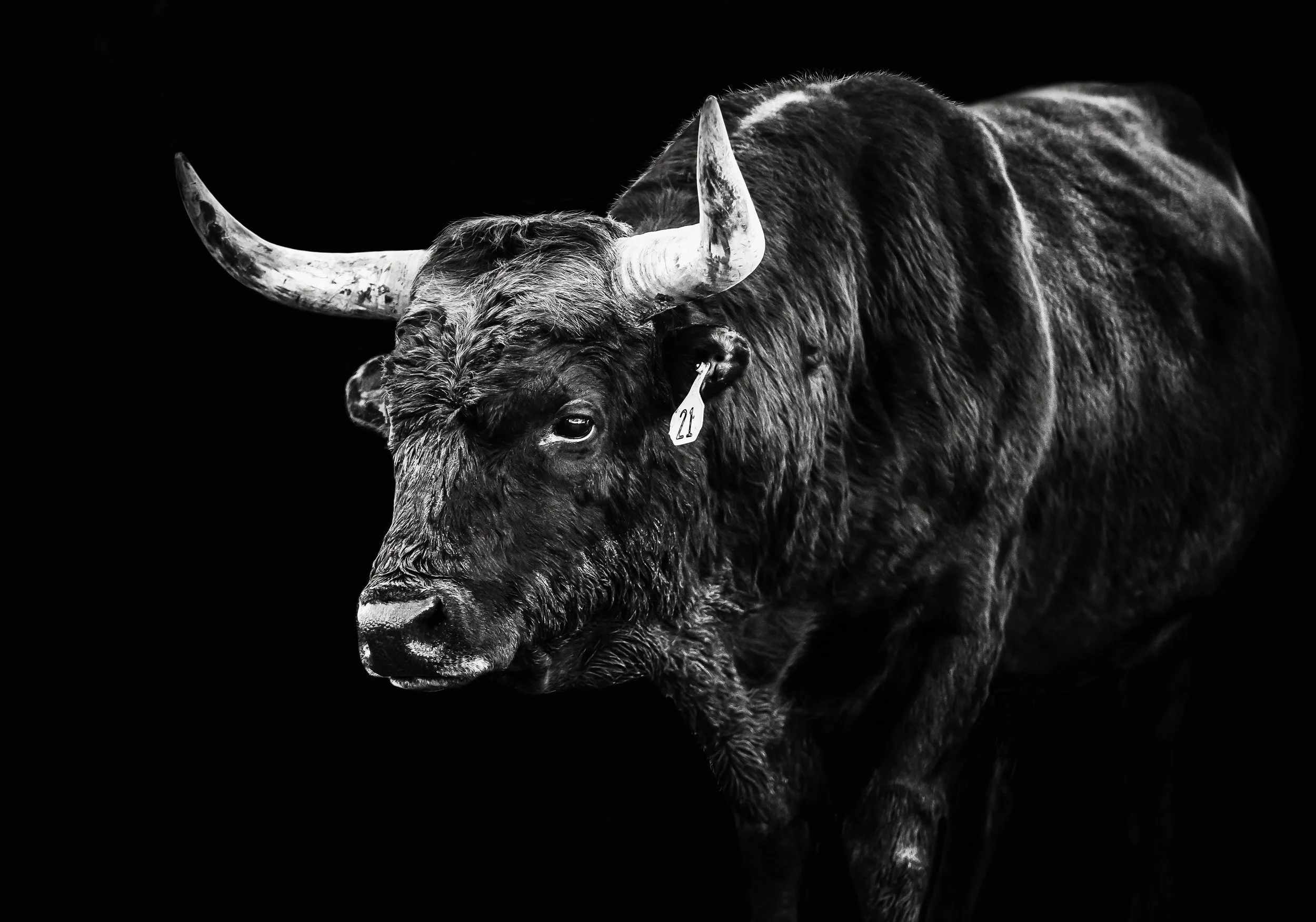 Sir- Chiana Rene Photography-5.jpg