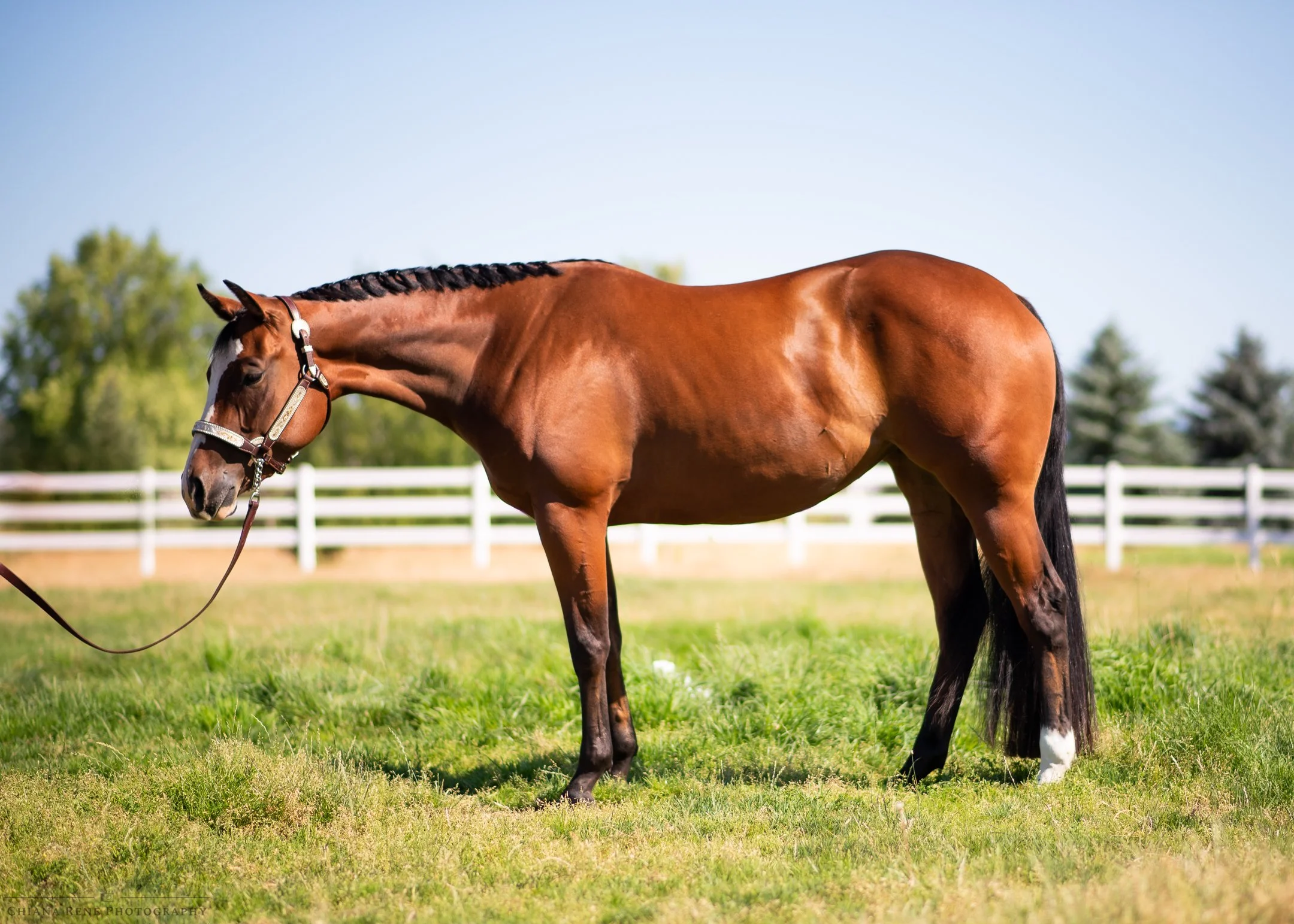 Solomon Performance Horses -Chiana Rene Photography-7.jpg