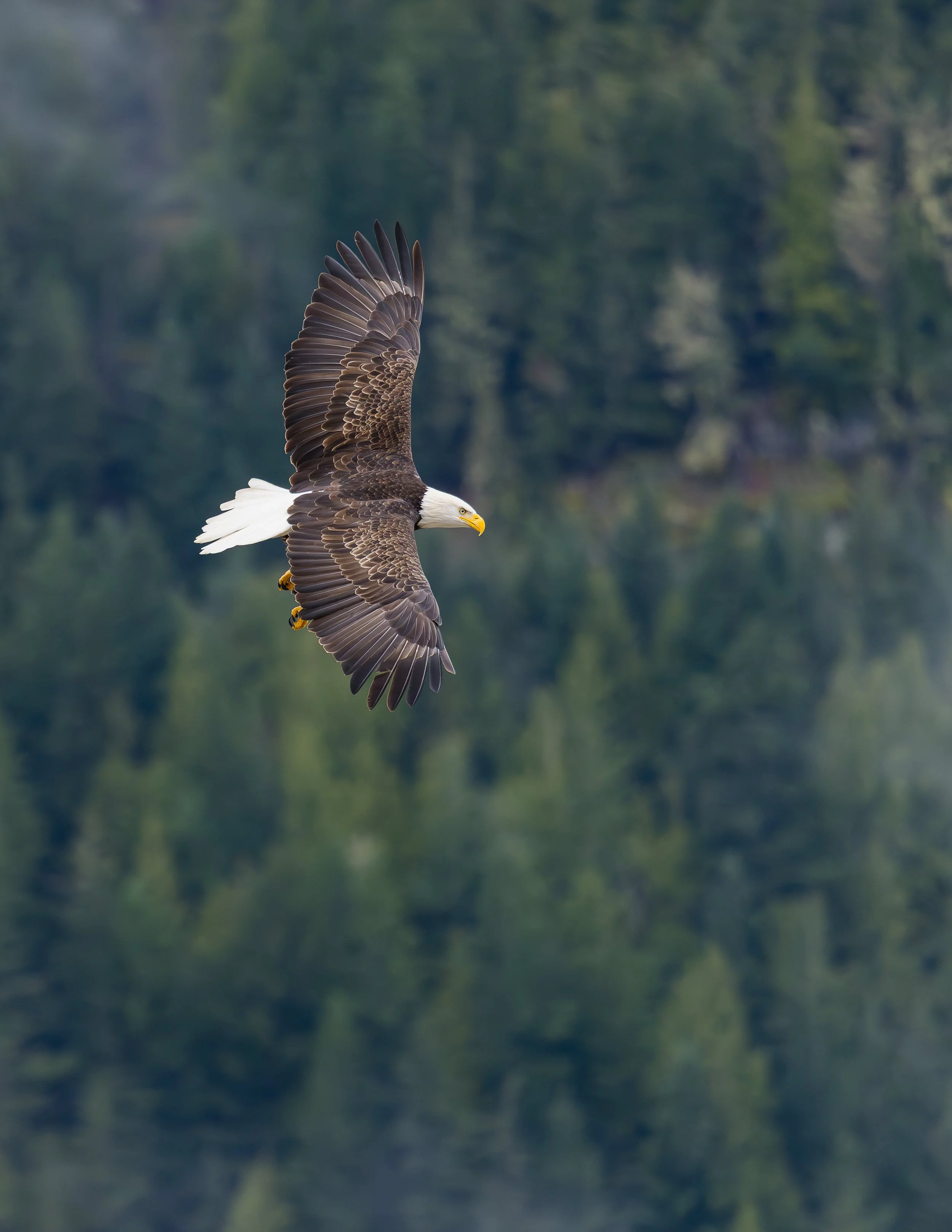 SquamishEagles_1.jpg