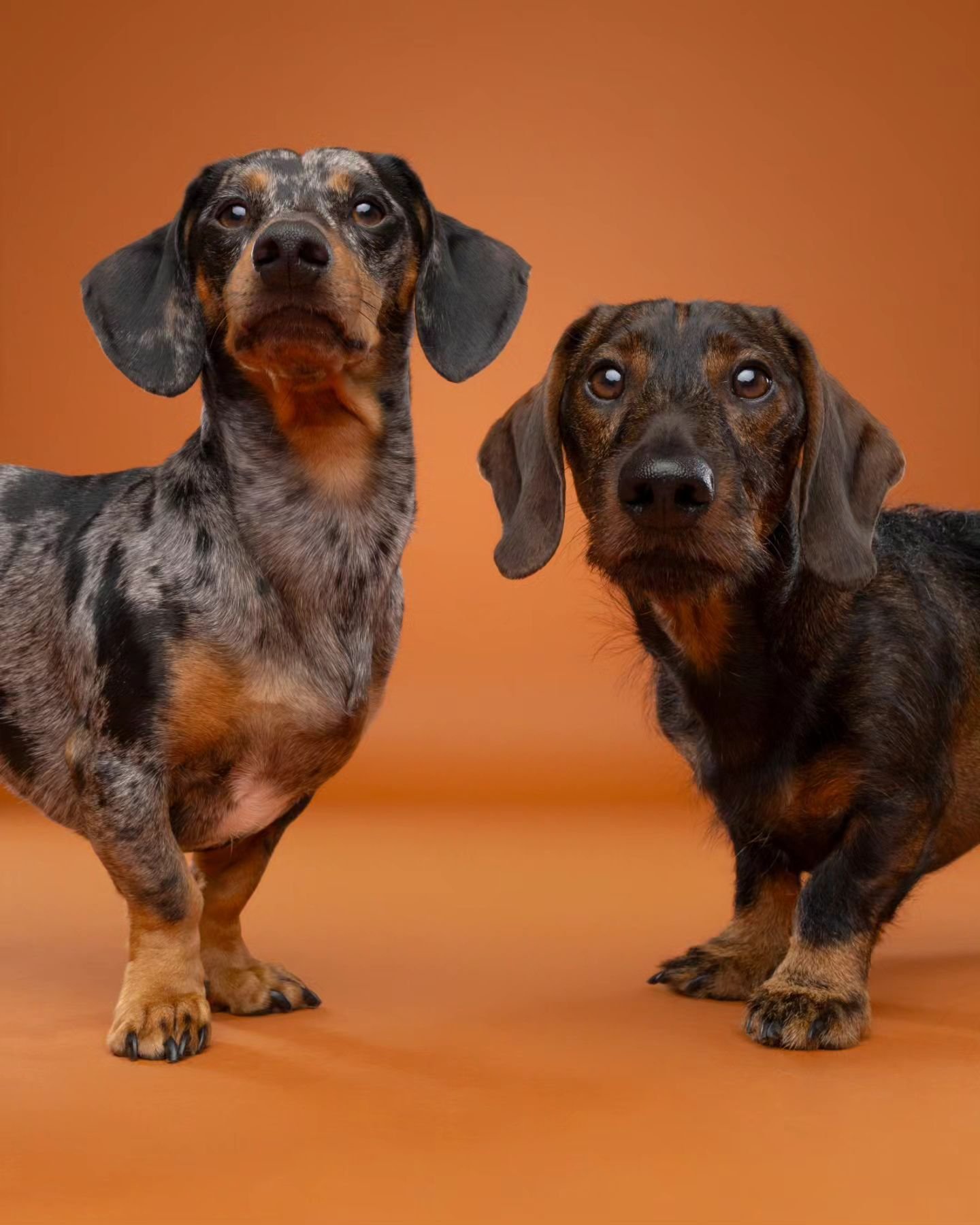 Dudley and Edgar 🤟 Just a pair of Sassy Sausages 💃💃