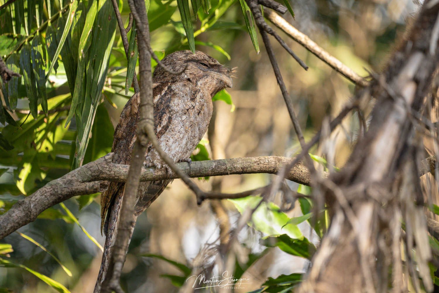 Daintree EXPERIENCE-Papuan frogmouth_08297-©-Martin Stringer.jpg