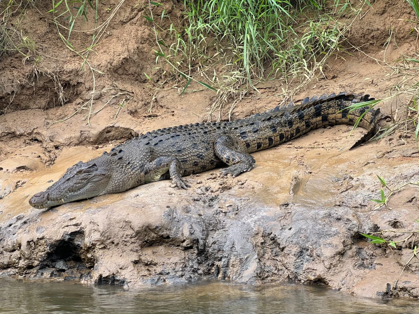 Scuter (Scooter) - Female Saltwater Crocodile in the Daintree River