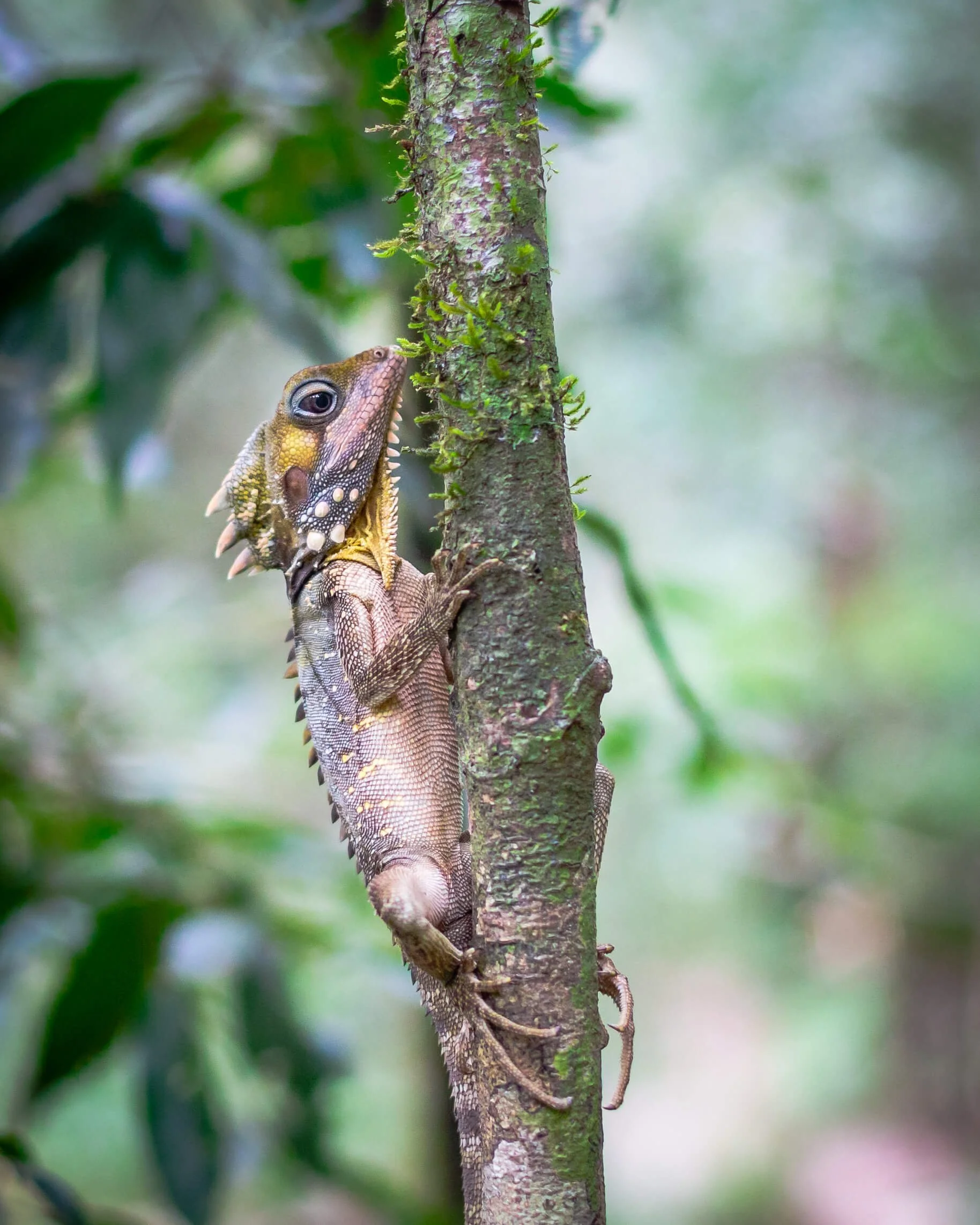 A green and brown lizard clinging to a tree trunk in a lush forest environment.