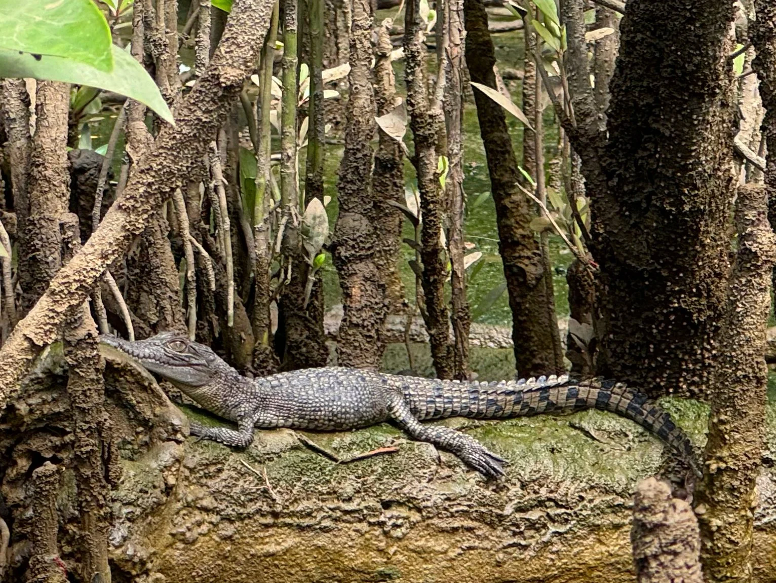 Daintree Experience Rainforest Hike with Crocodile Boat Tour on the Daintree River