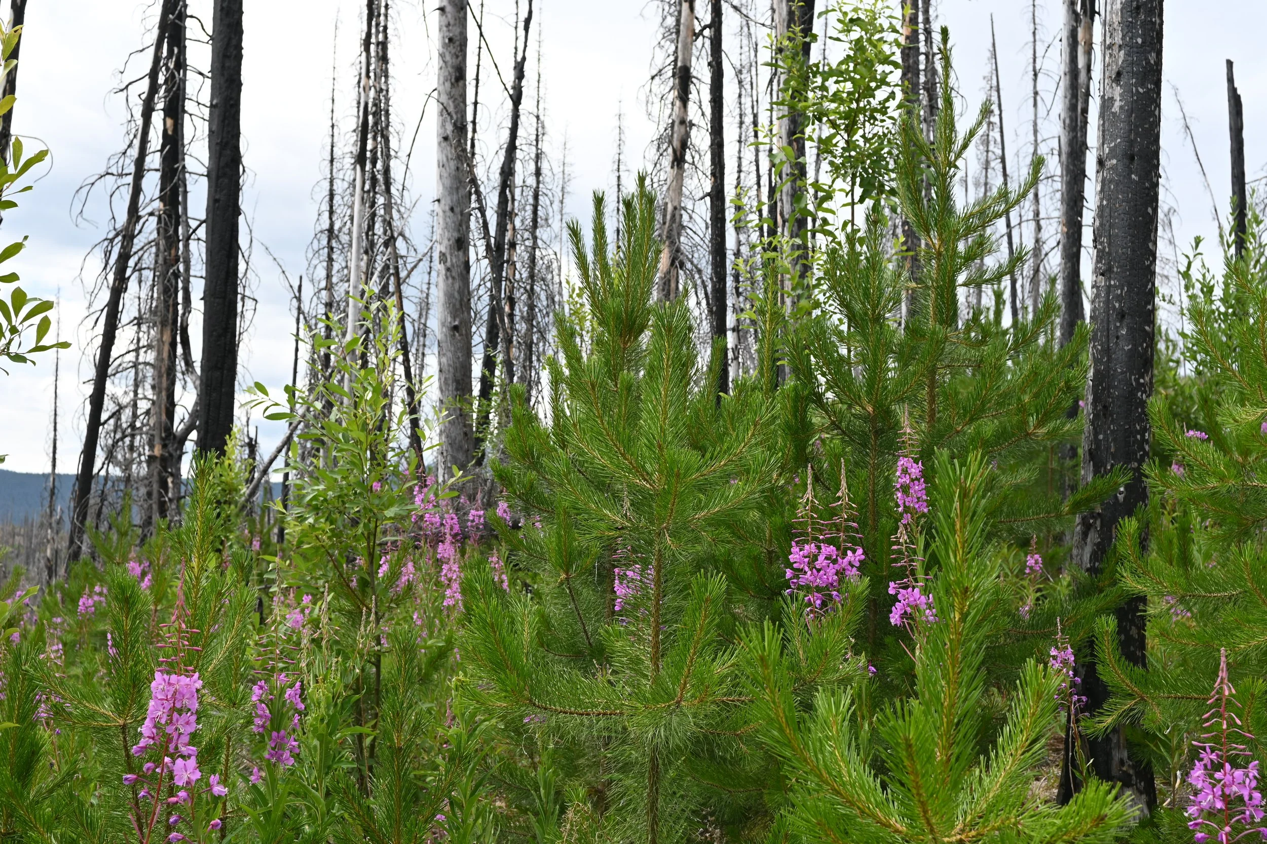 Self-Paced Online. RX-310 Introduction to Fire Effects