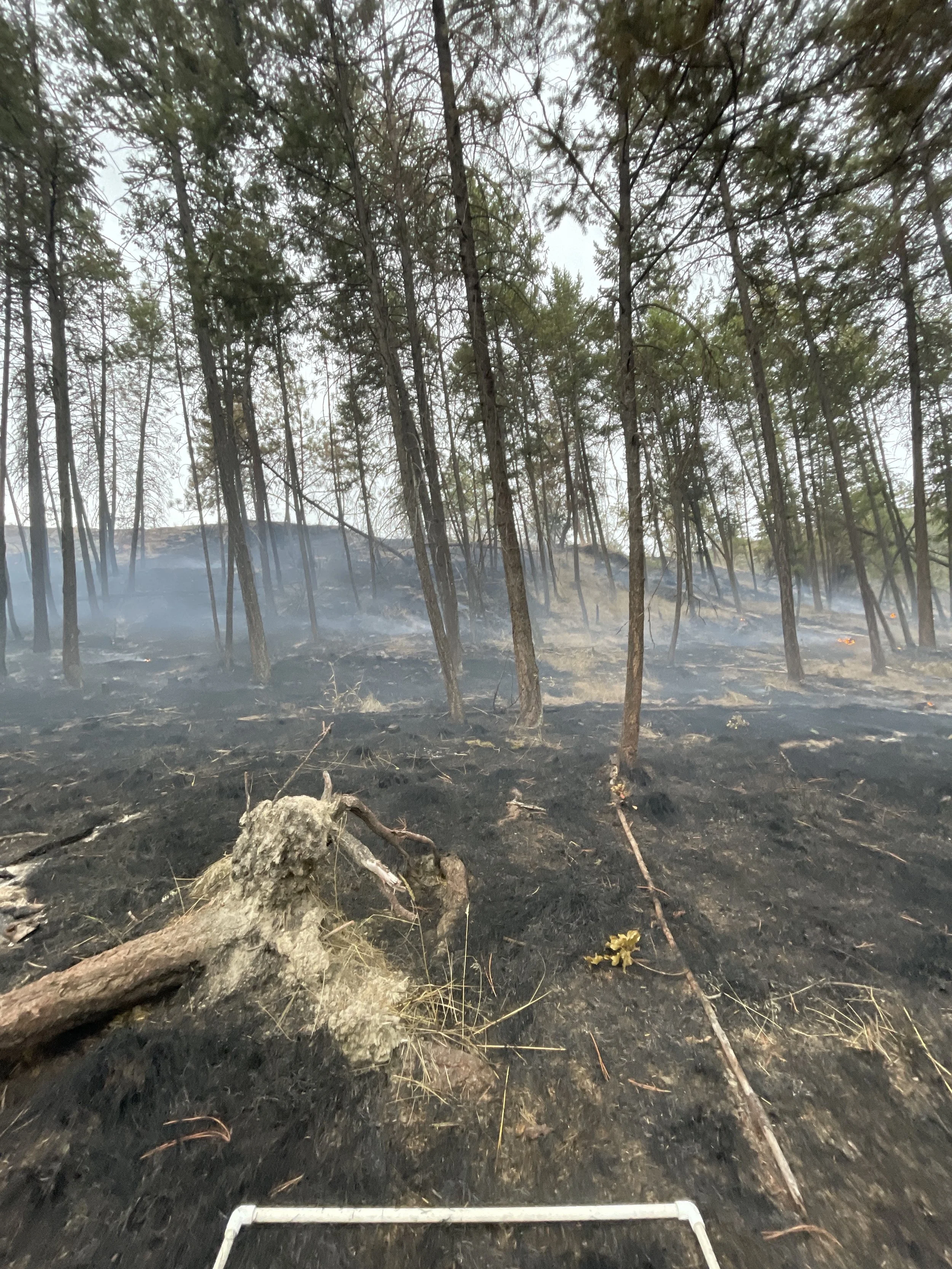 25 Kelowna Plot 04 Post Burn 00 Oct 17 (1).JPG