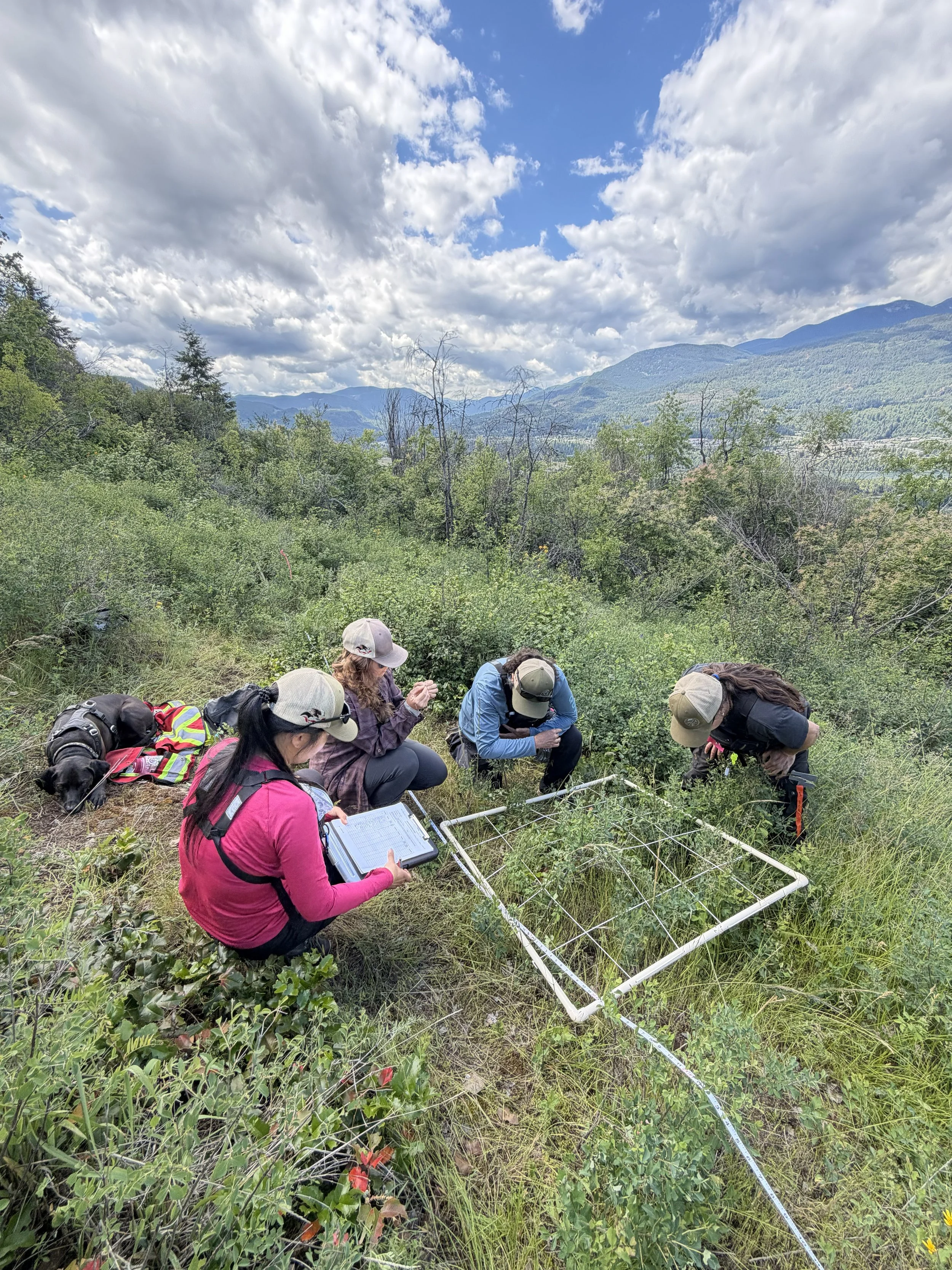 Syilx Dove Hill Ecosystem Restoration