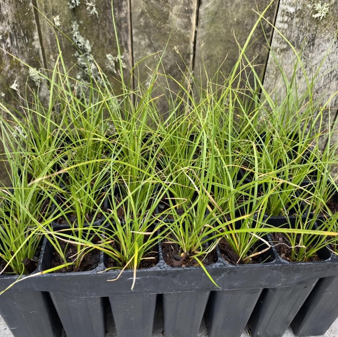 CAREX SECTA - 1 tray left in the nursery. Get yours today - more information on our website or flick us a message https://www.tepungafarming.com/natives #tepungafarming #tepunganatives #waikatonative #carexsecta #carexsectagrass #nznative #waikatonur
