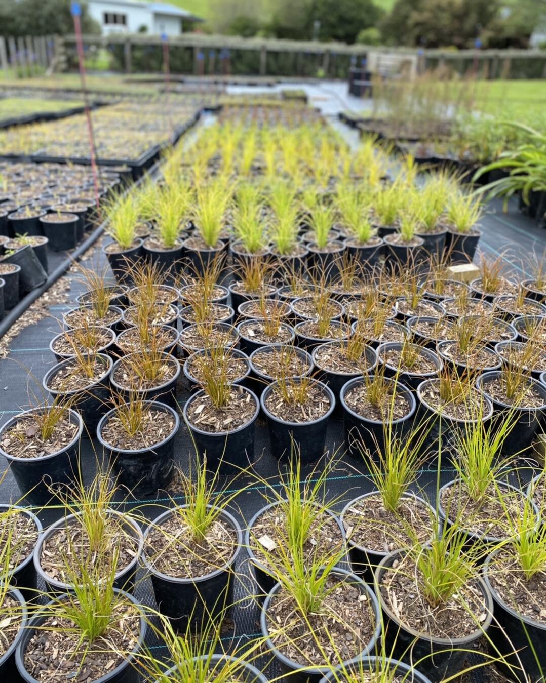 Three quarters of the way through potting up for the coming season. Has been a few big days and lots of bribes but looking at how much they have grown in a few weeks is pretty cool.  #tepungafarming #tepunganatives #waikatoplants #nativenursery #kowh