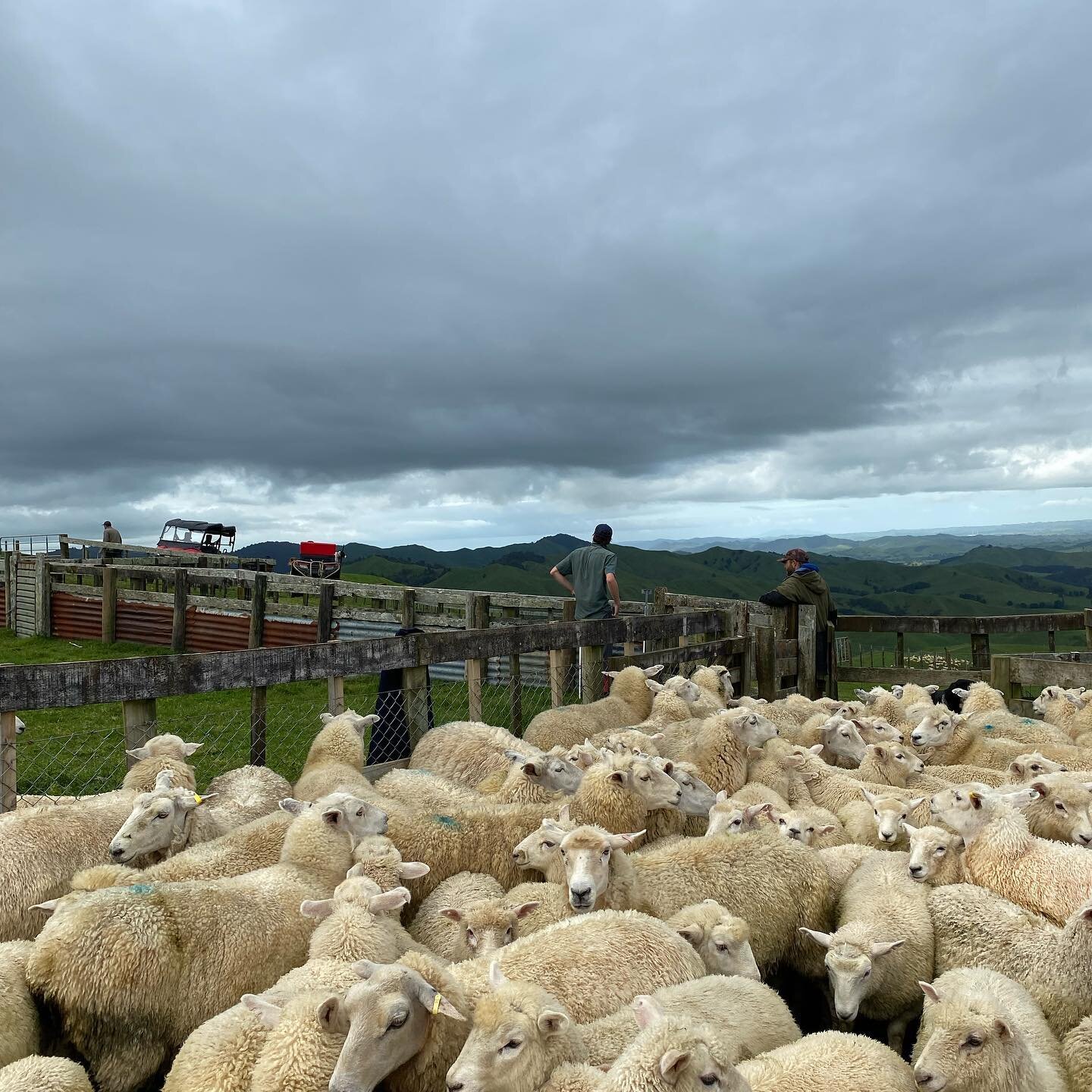 Weaning 2022 - yesterday we weaned our replacement ewe lambs on farm. Had great help from James from @lifeonwaikohu who has his foot in a cast and by the looks of it thoroughly enjoyed the fresh air.