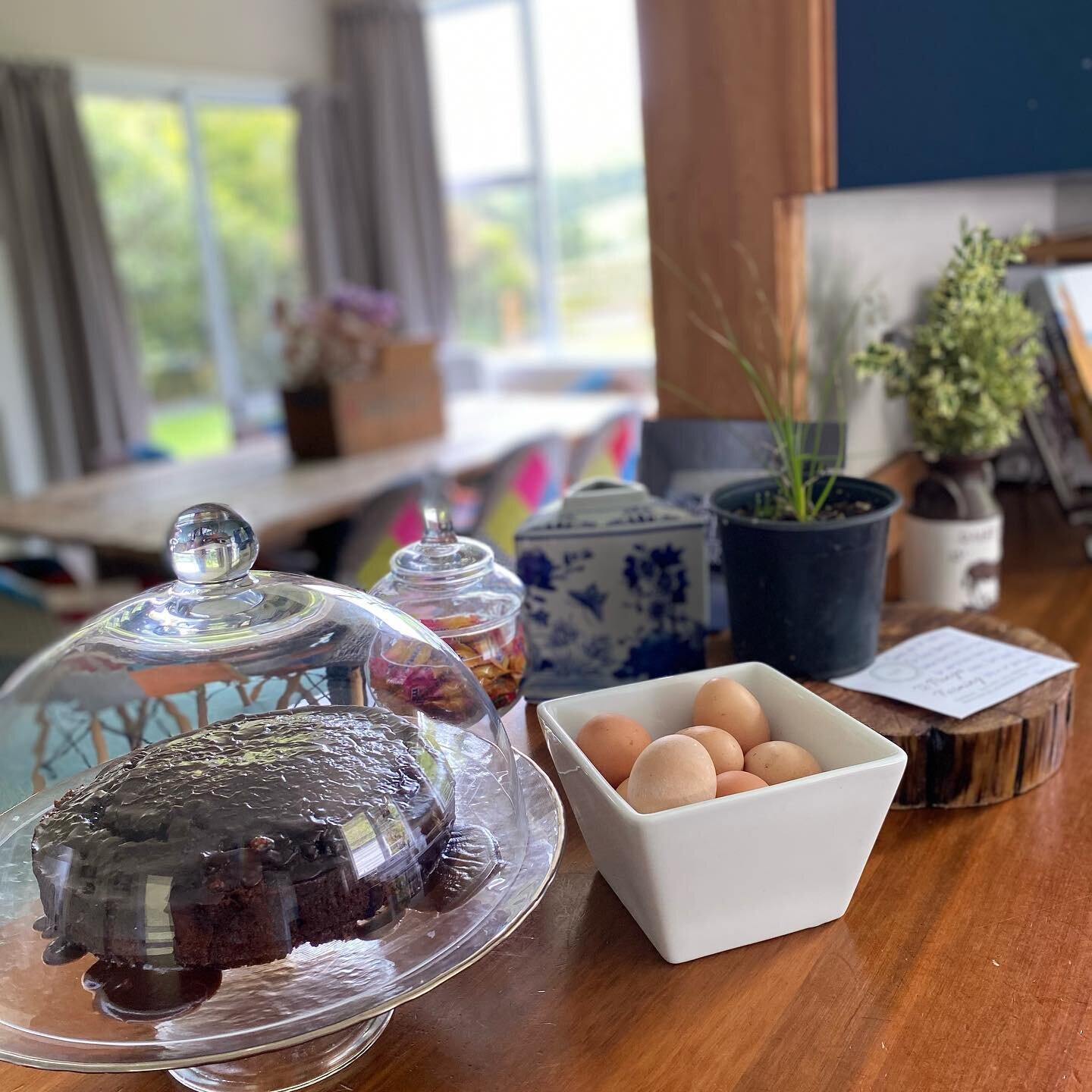 What more could you want @whats_for_smoko Chocolate cake, farm fresh eggs, native plant from Te Punga Natives. Few dates still available this month and second half of January. #tepungafarming