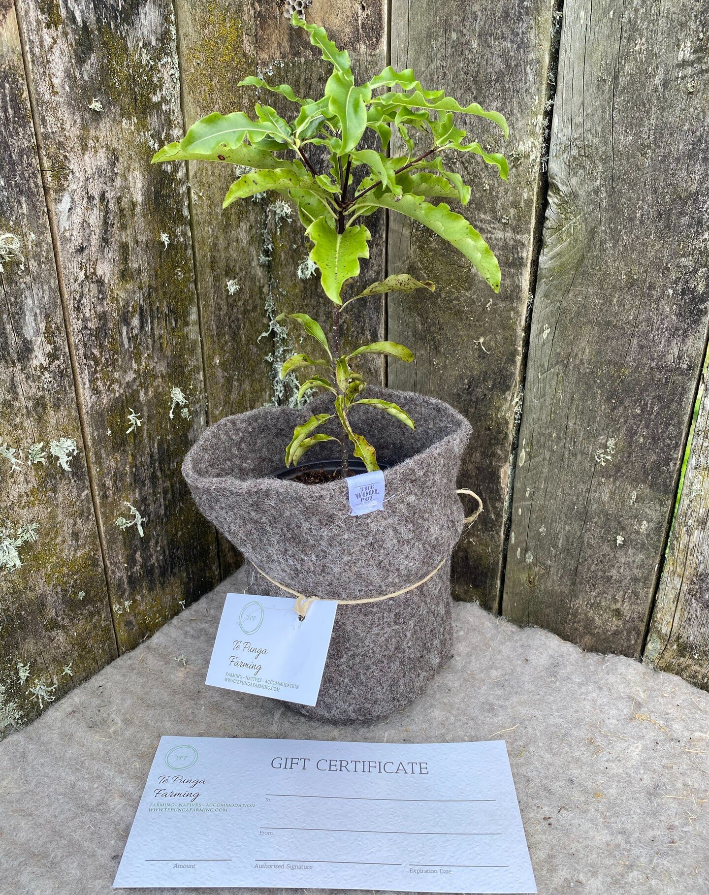 Cant think what to get for that special person/friend or even a teacher? Why not give a wool pot with a lovely native plant. Or even a Te Punga Farming gift voucher. Can be used on Accommodation or Natives. Can buy directly via our website https://ww